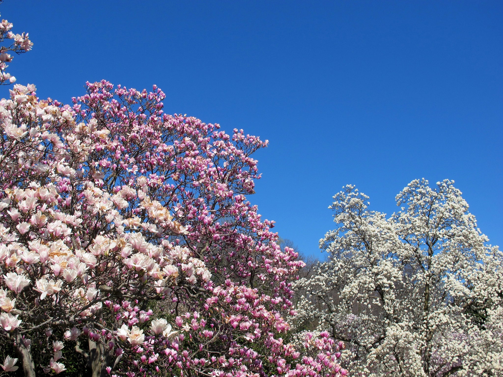 cherry blossoms at the National Arboretum