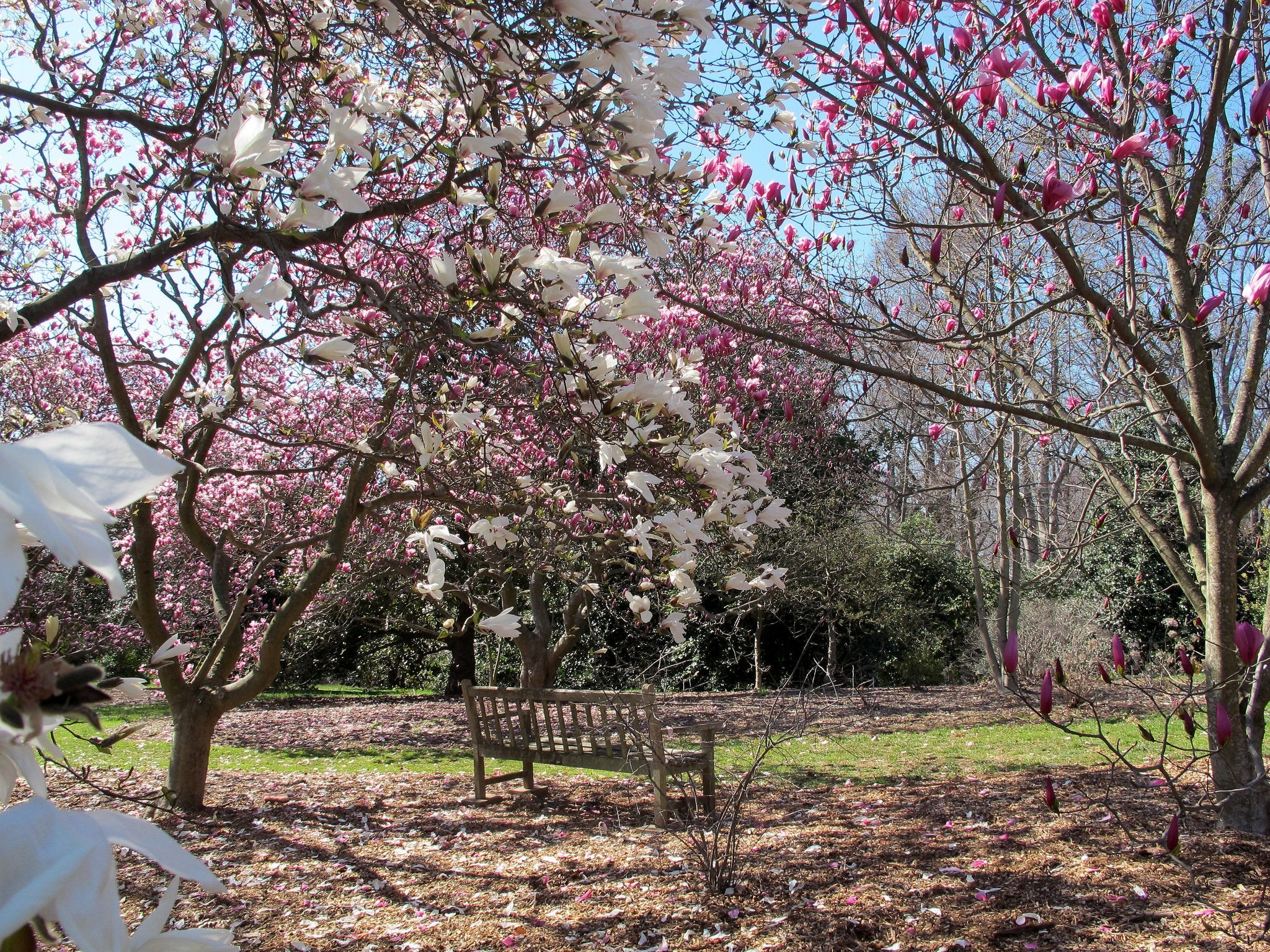 national arboretum