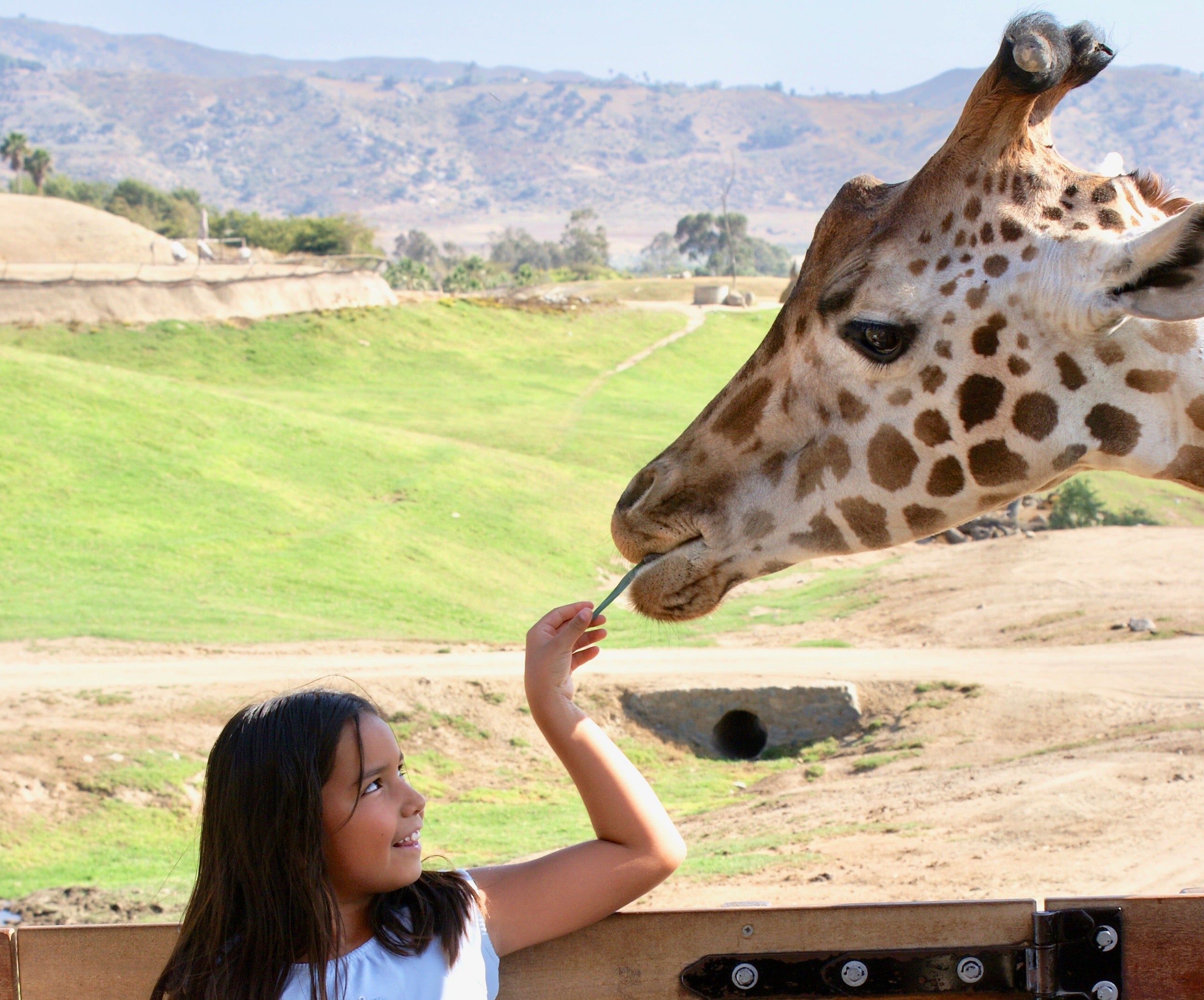 feeding giraffe San Diego Zoo Safari Park