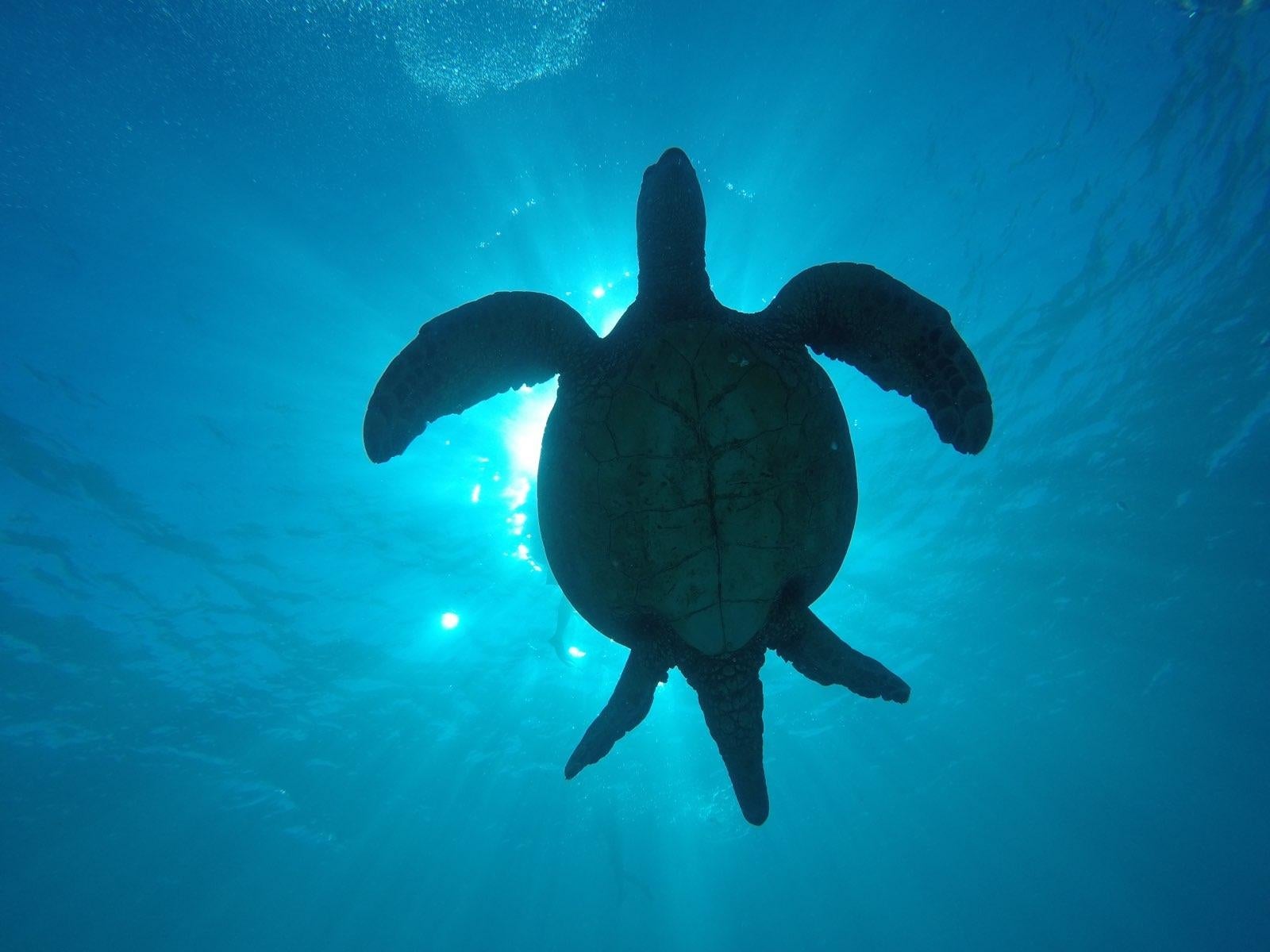 sea turtle blue ocean Honolulu Waikiki Oahu