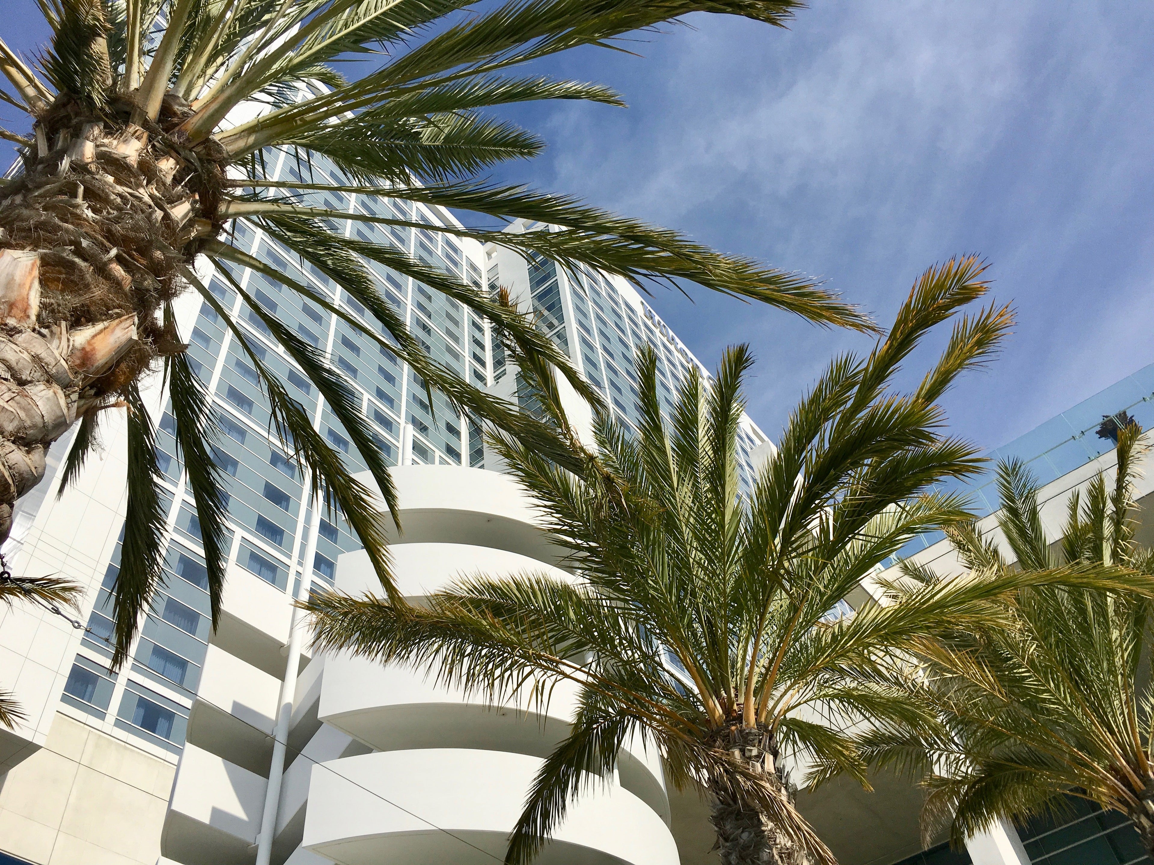 Hilton San Diego Bayfront palm trees