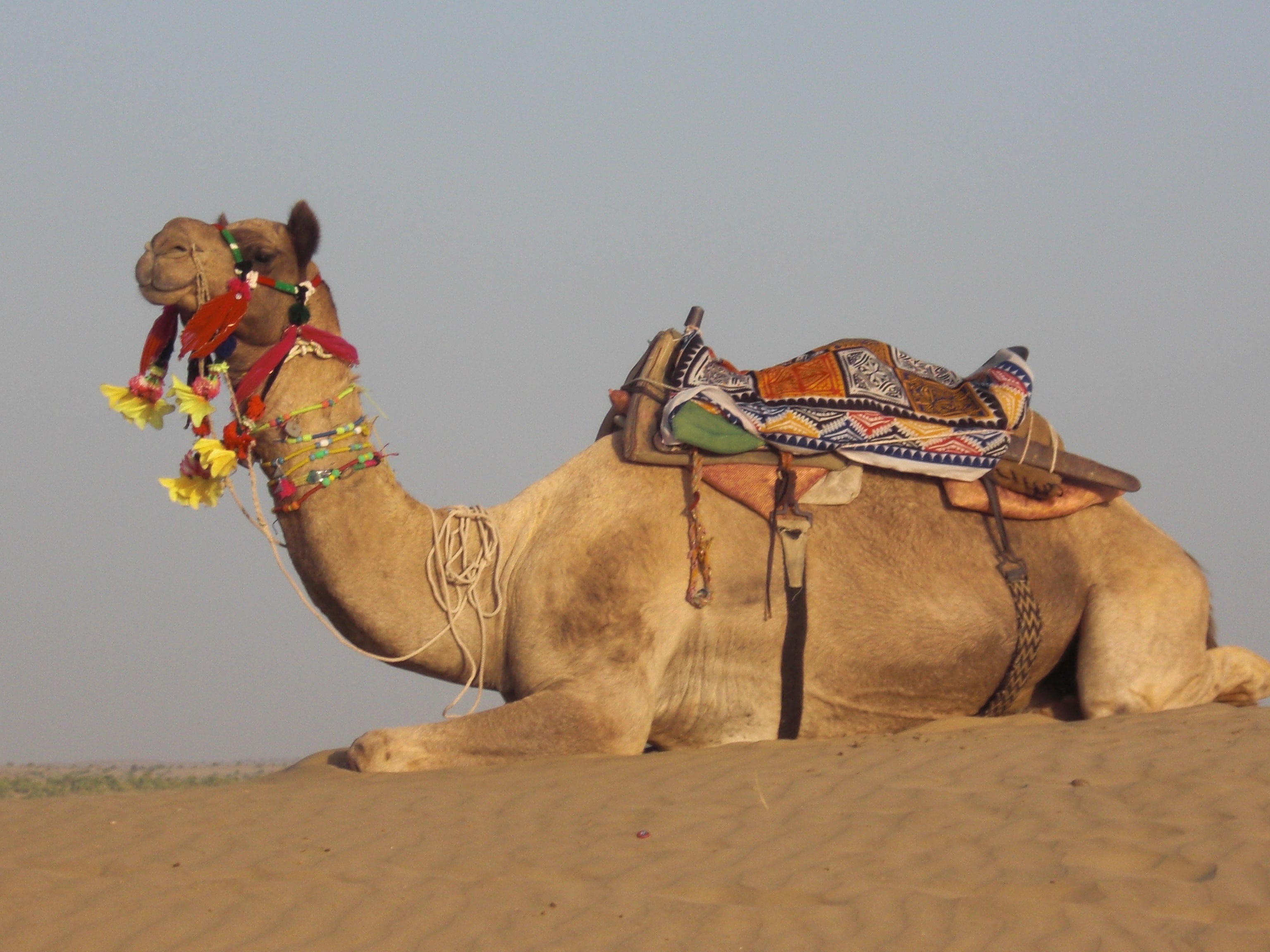 Camel in Thar Desert Rajasthan (Photo by Elen Turner)