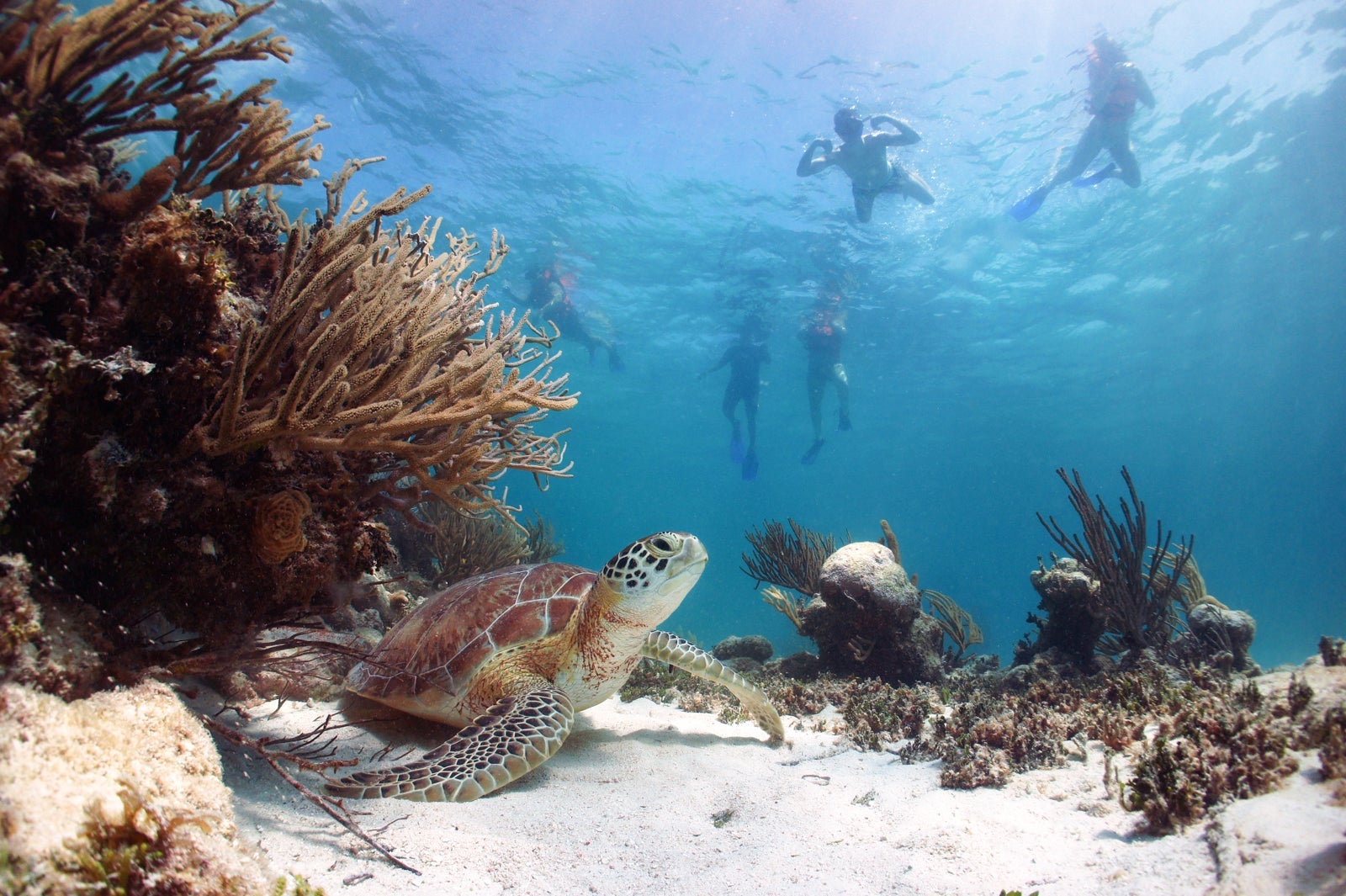 A sea turtle in Akumal.