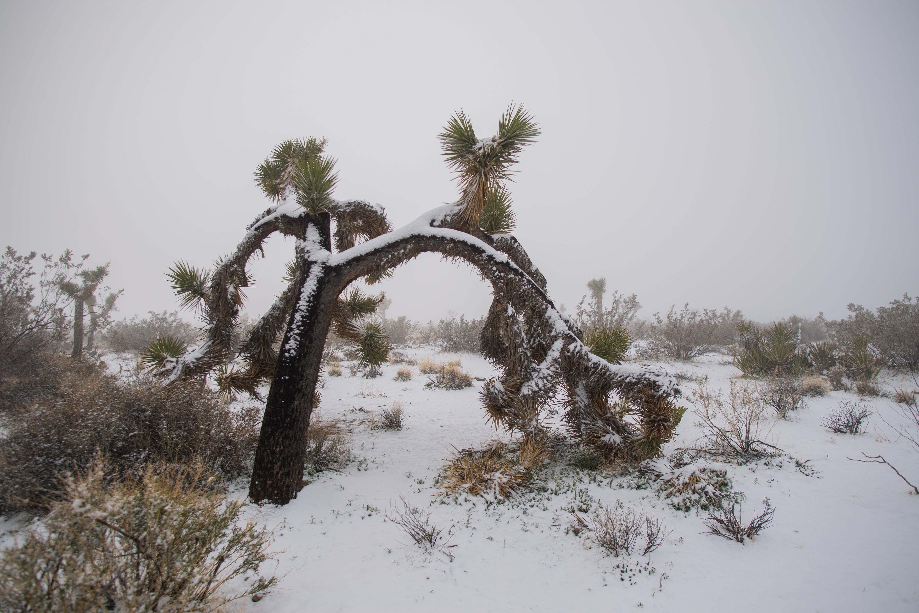 Snow Joshua tree national park California