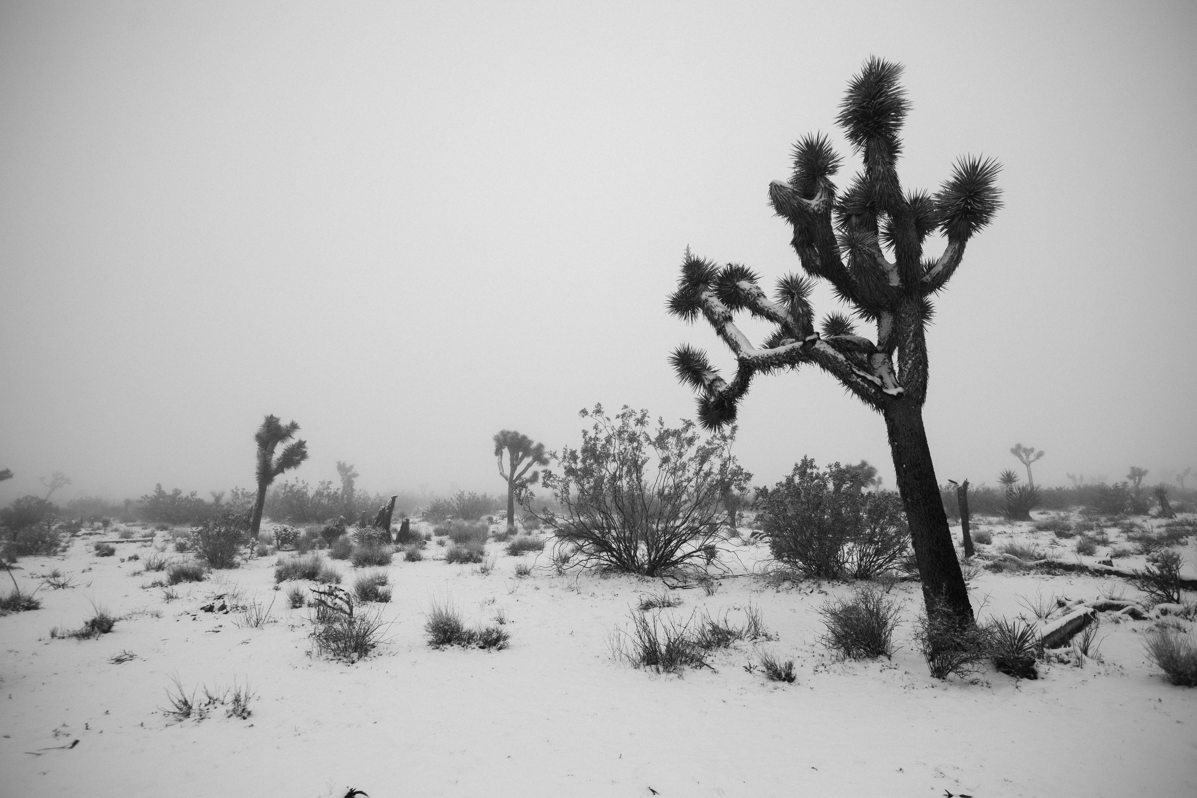 Snow Joshua tree national park California