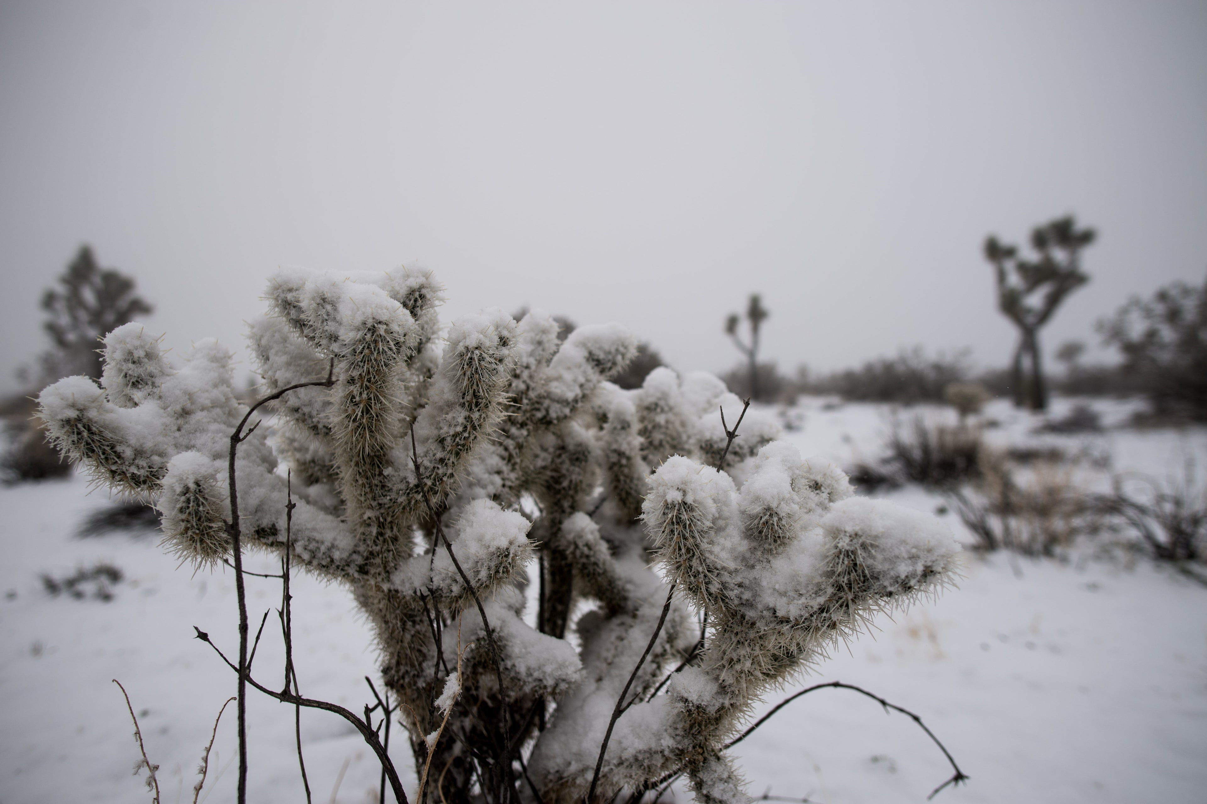 Snow Joshua tree national park California