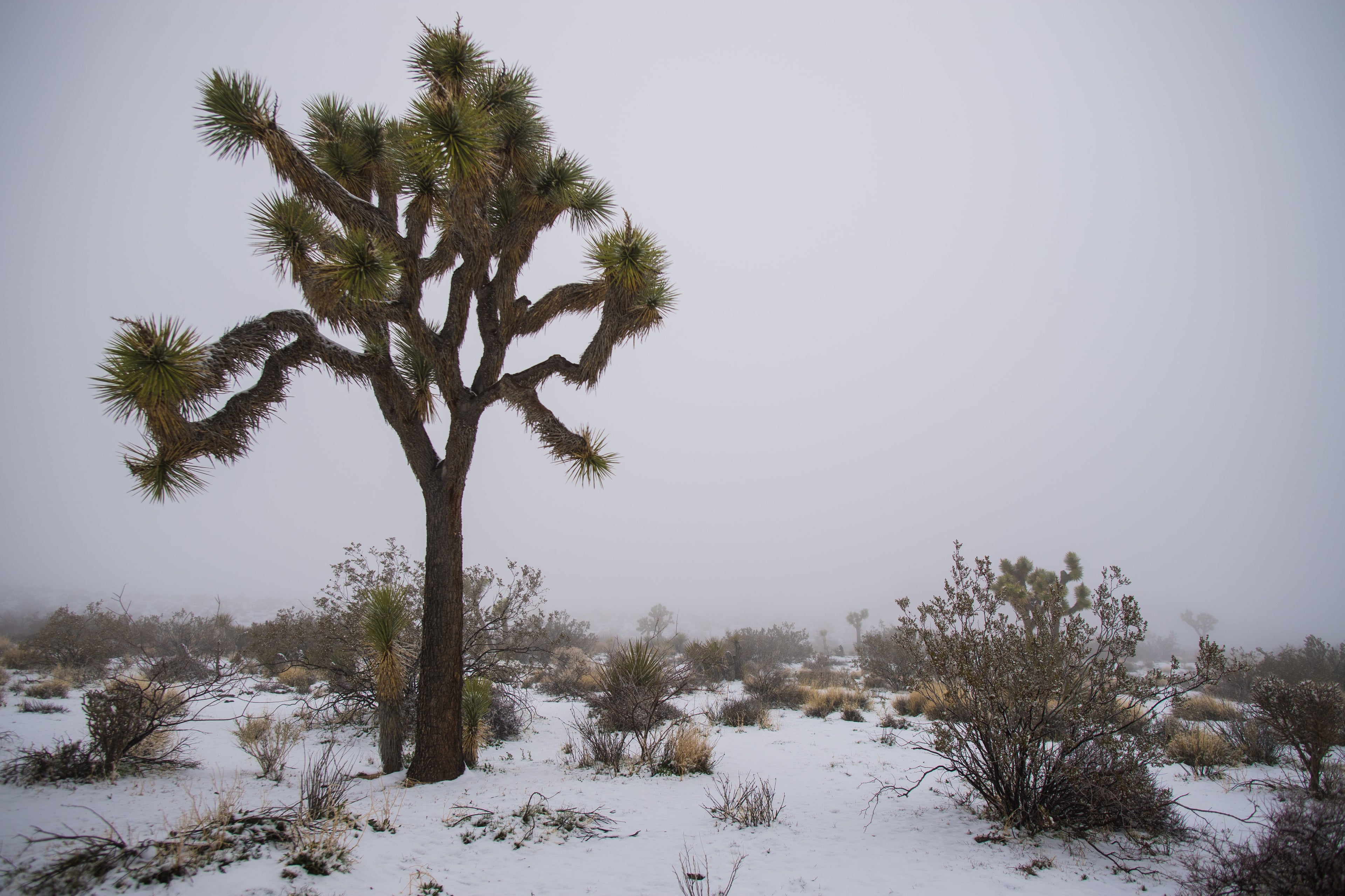 Snow Joshua tree national park California