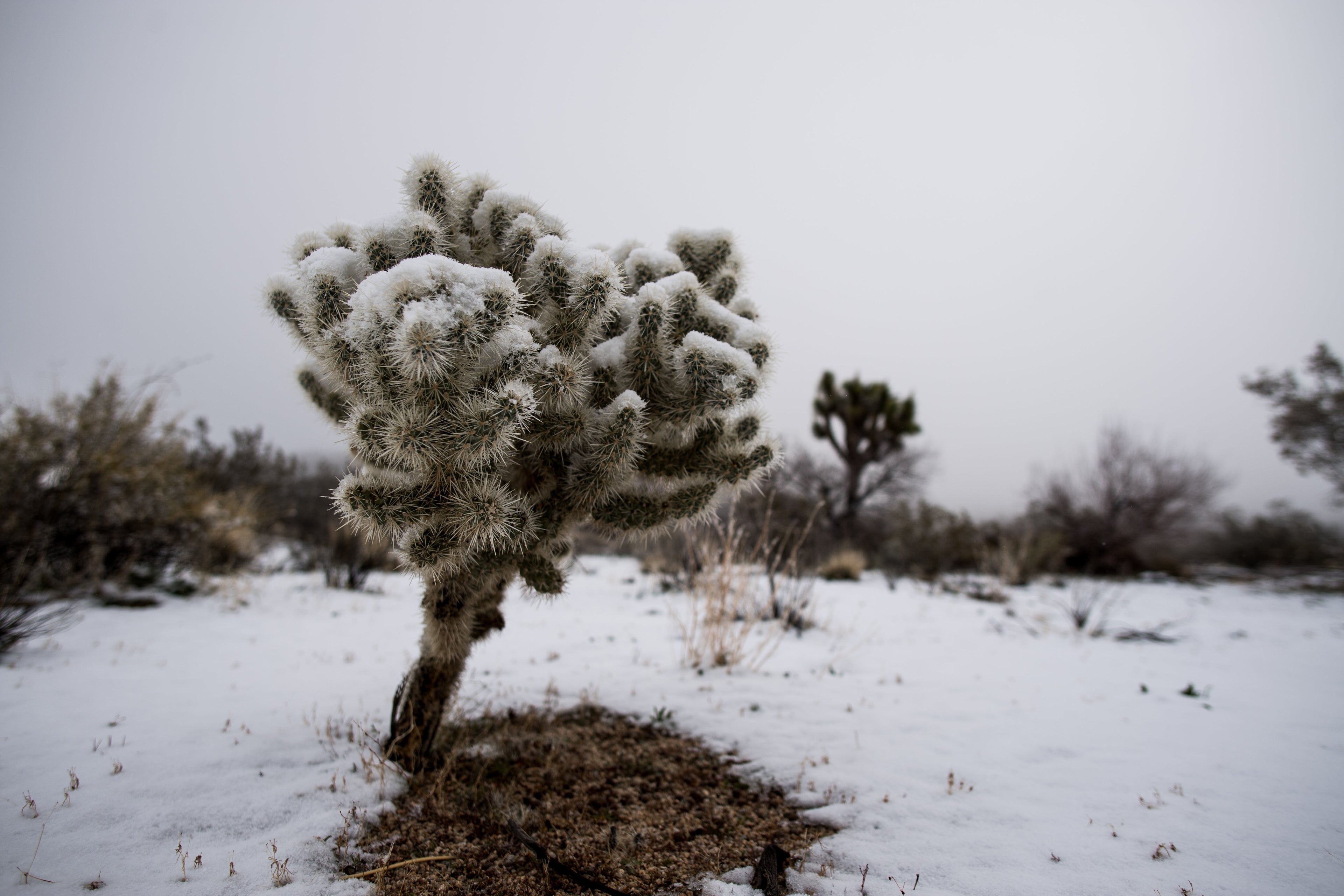 Snow Joshua tree national park California