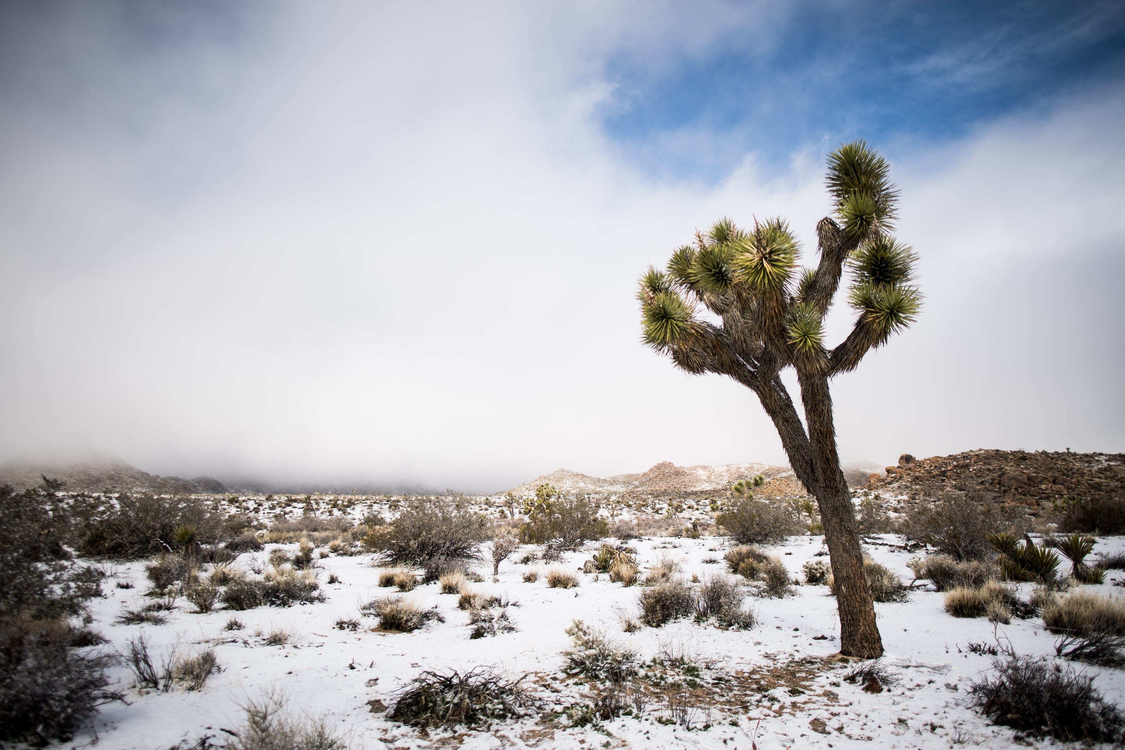 Snow Joshua tree national park California