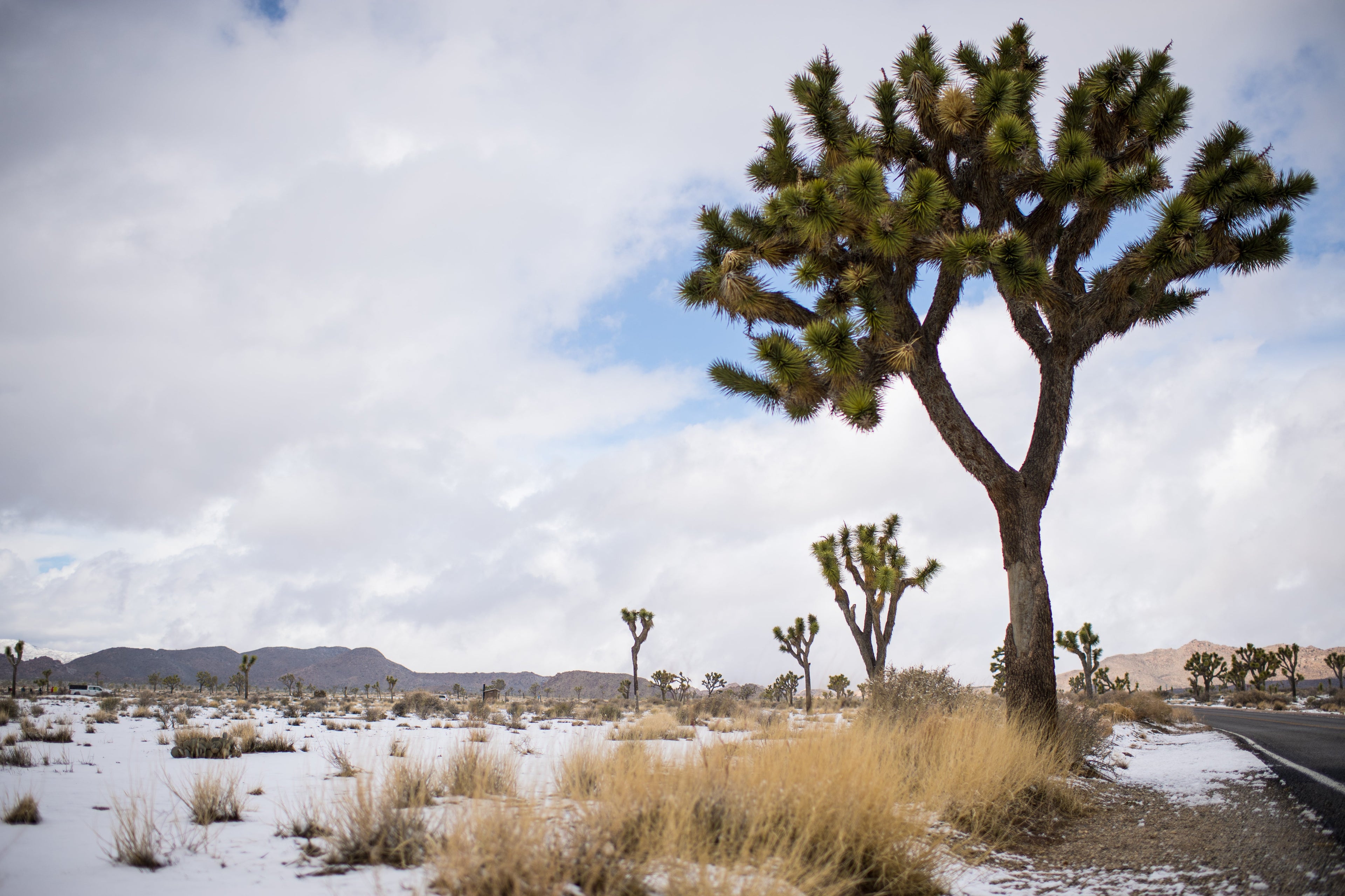 Snow Joshua tree national park California