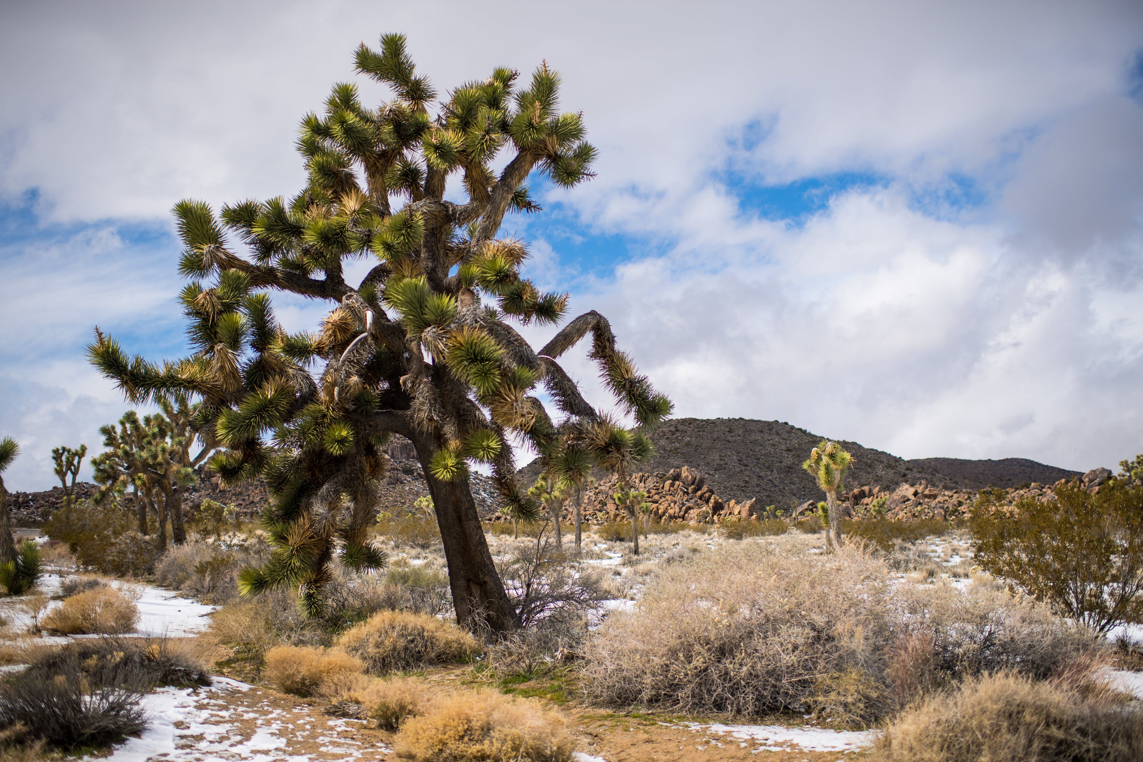 Snow Joshua tree national park California