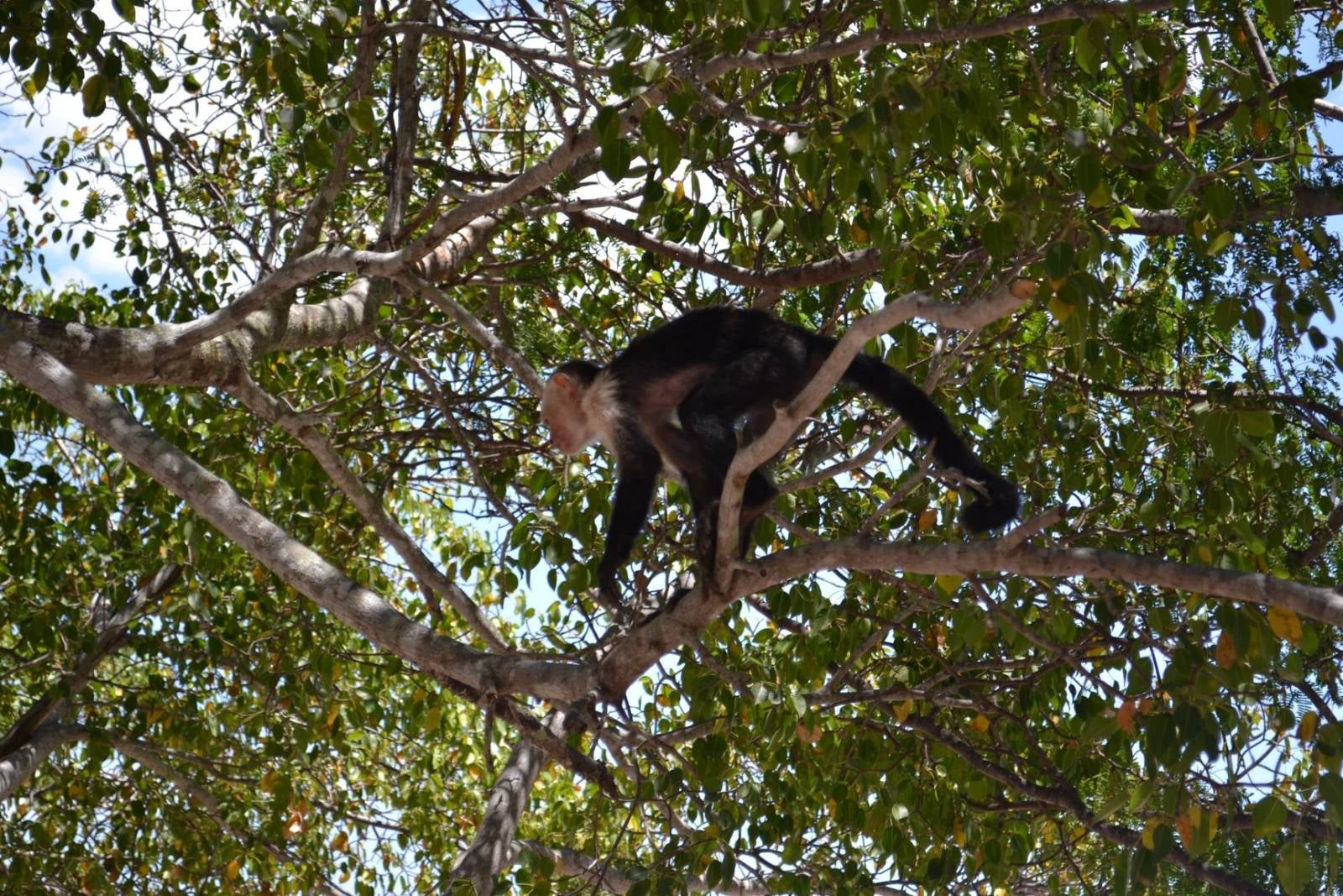 capuchin monkeys beach house