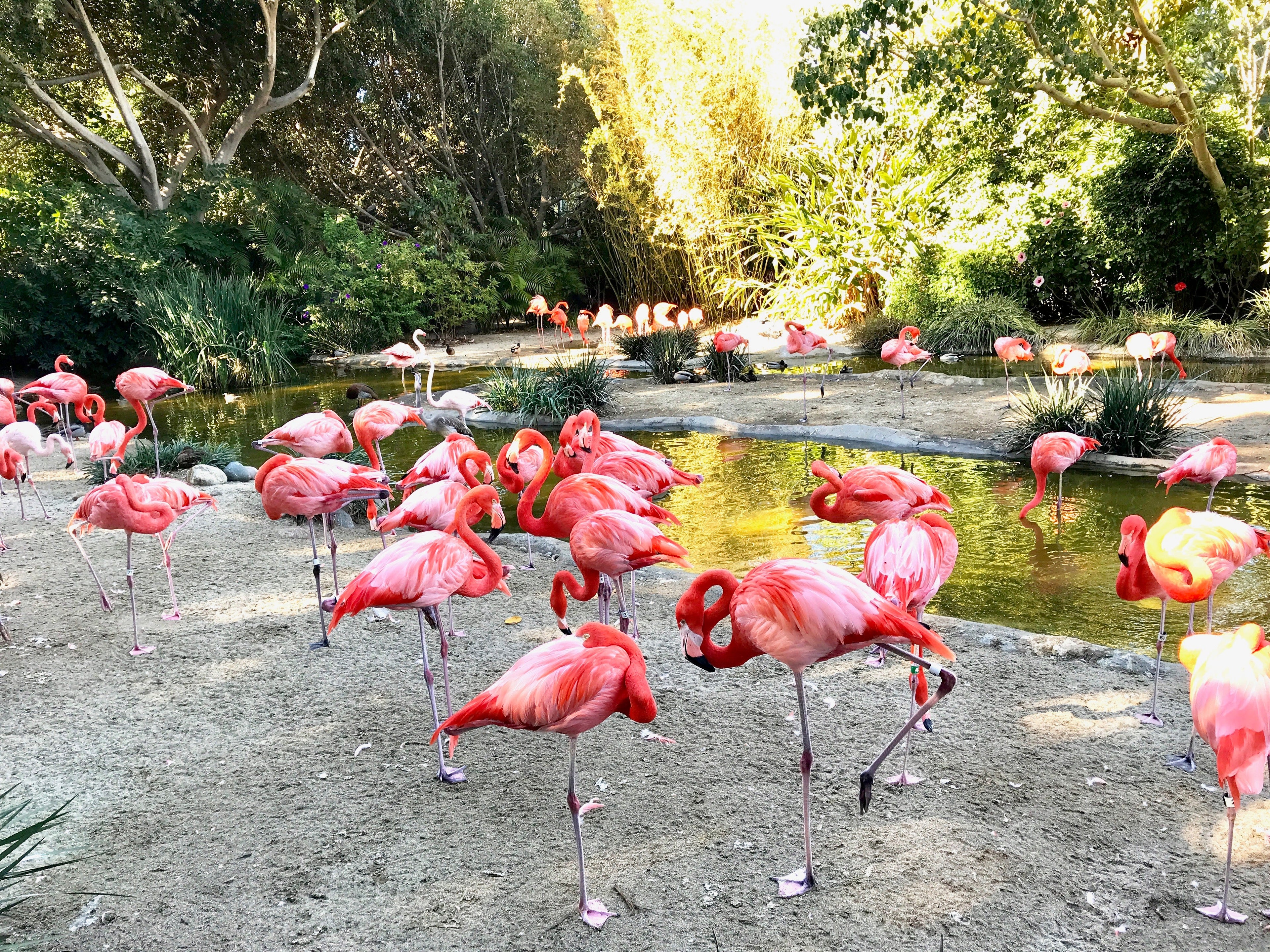 pink flamingos at San Diego Zoo