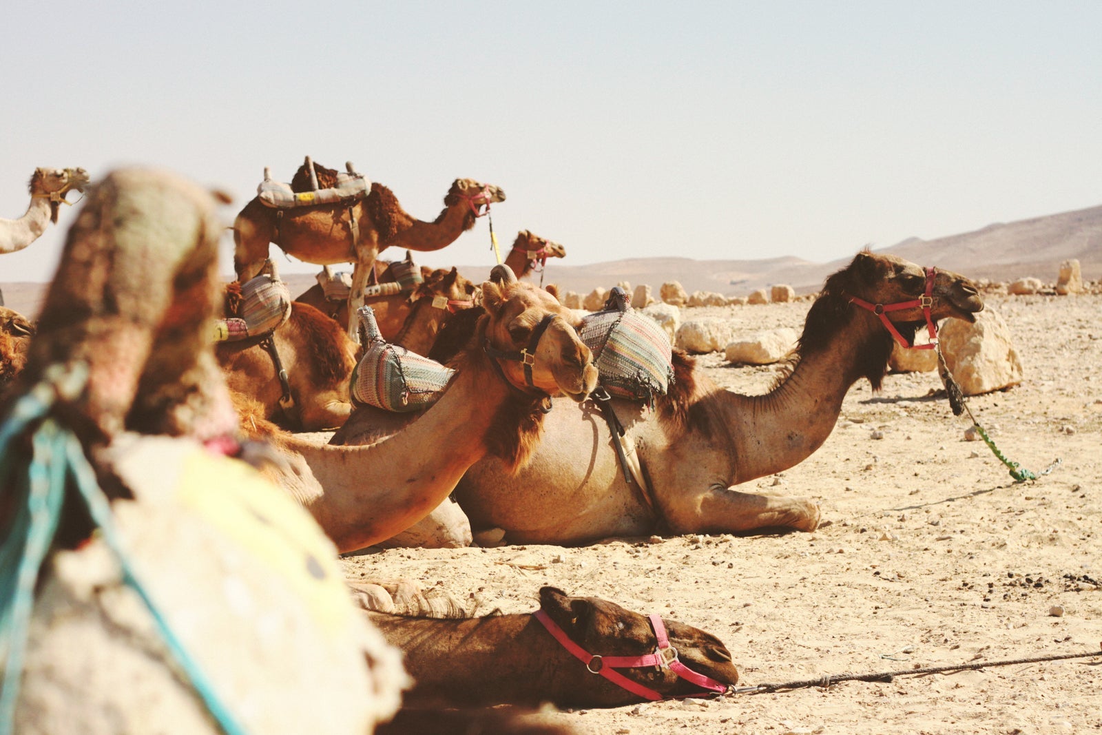 Camels in the Negev Desert. (Photo by James Ballard/Unsplash)