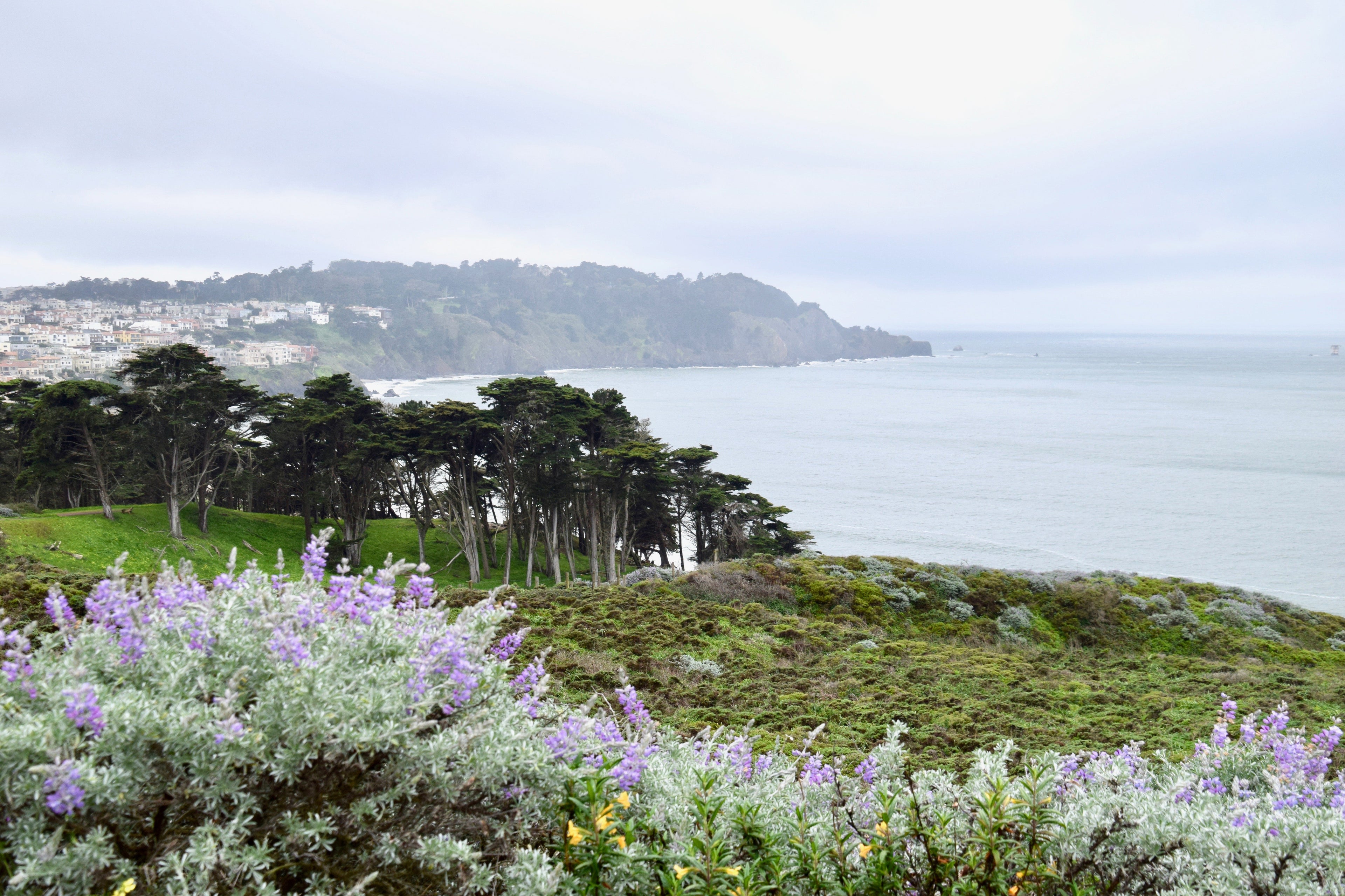 So many gorgeous views of the San Francisco coastline from The Presidio.