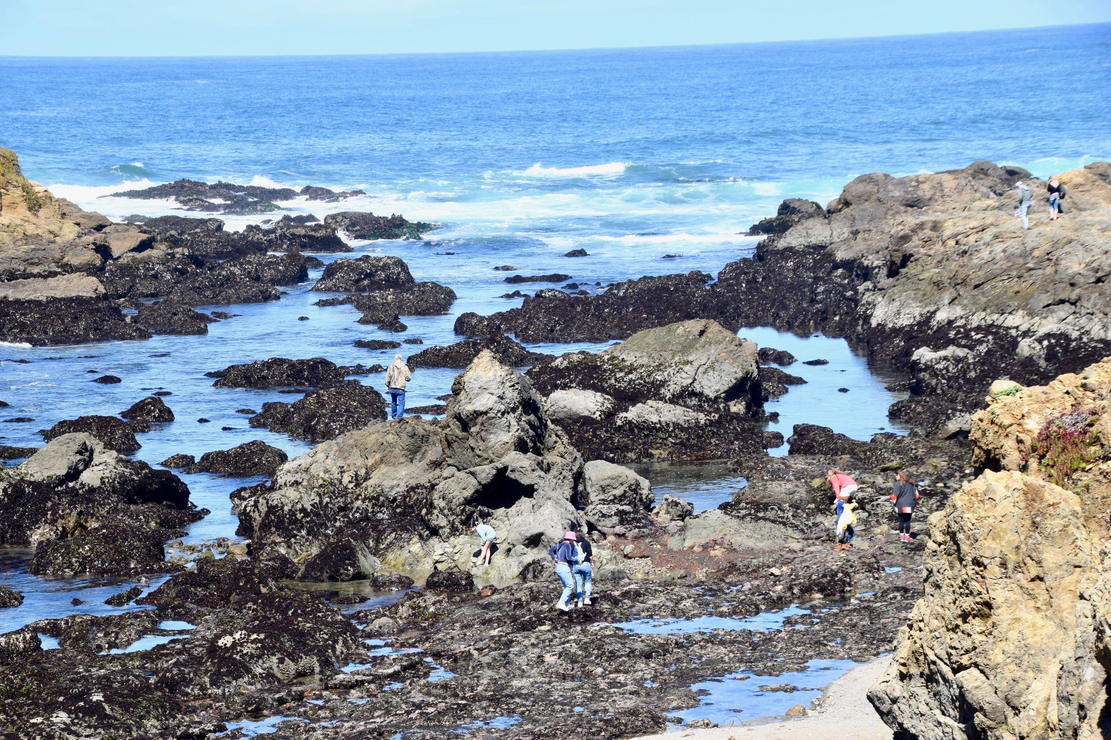Mendocino tide pools