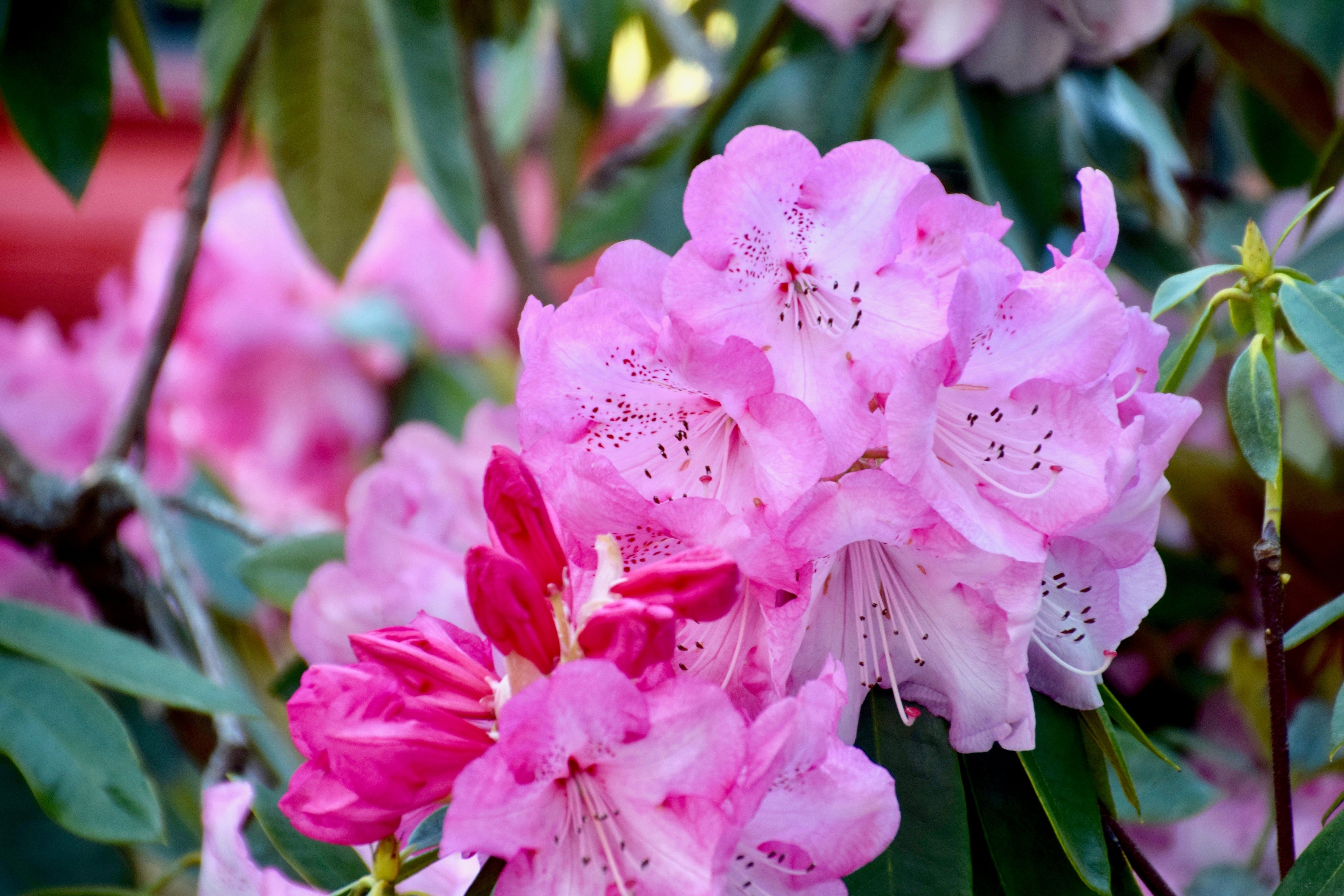 rhododendrons Mendocino