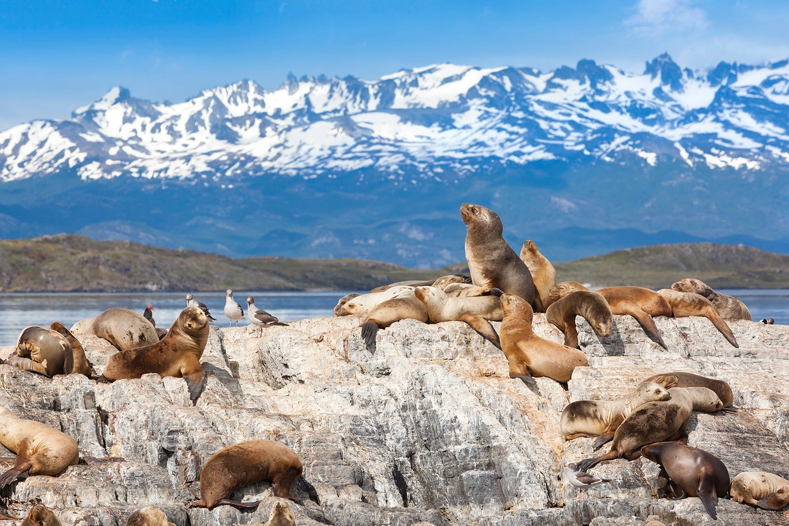 Sea lions are a part of the wildlife seen in Argentina. (Photo by Grafissimo/Getty Images)