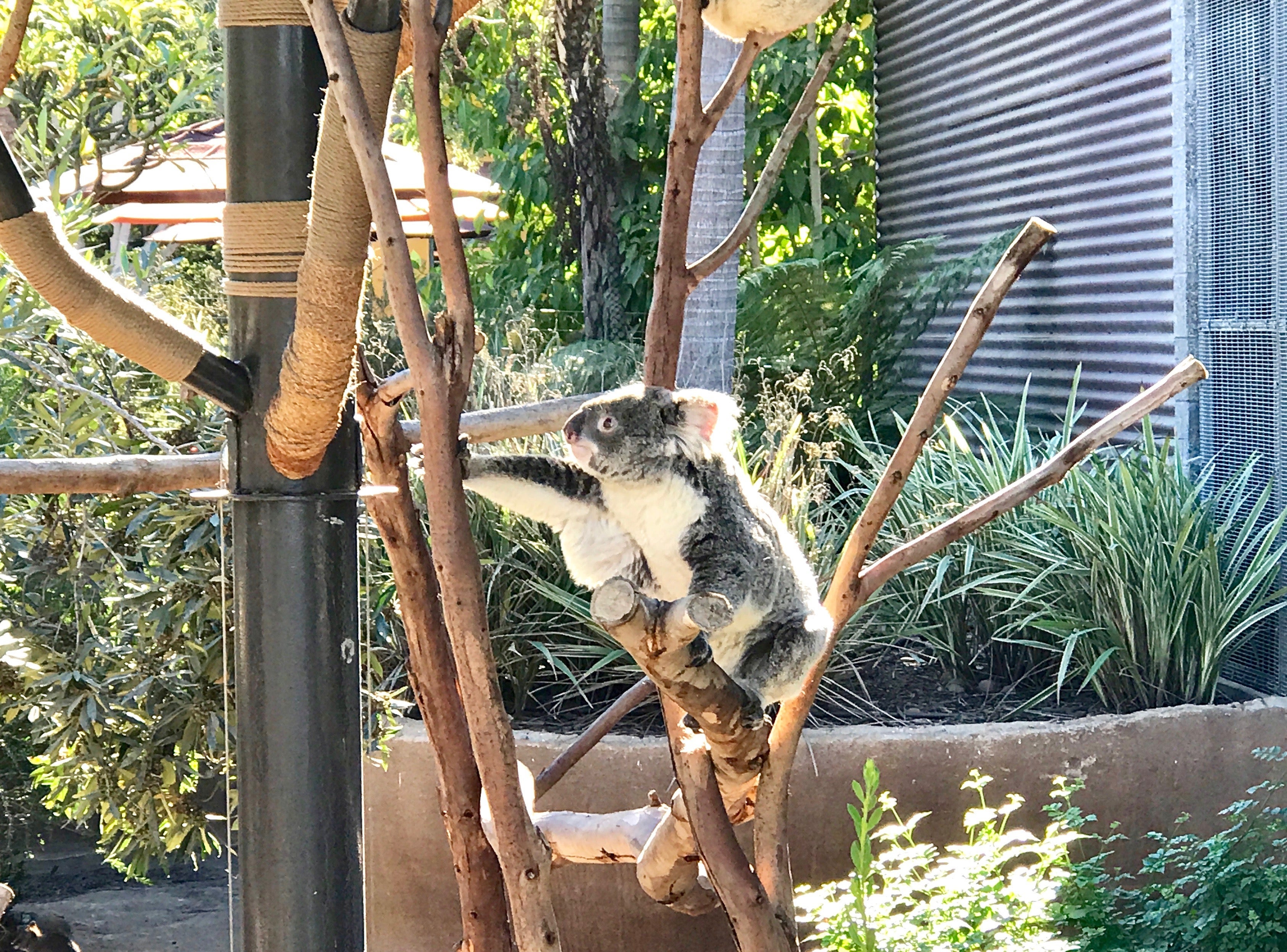 koalas San Diego Zoo