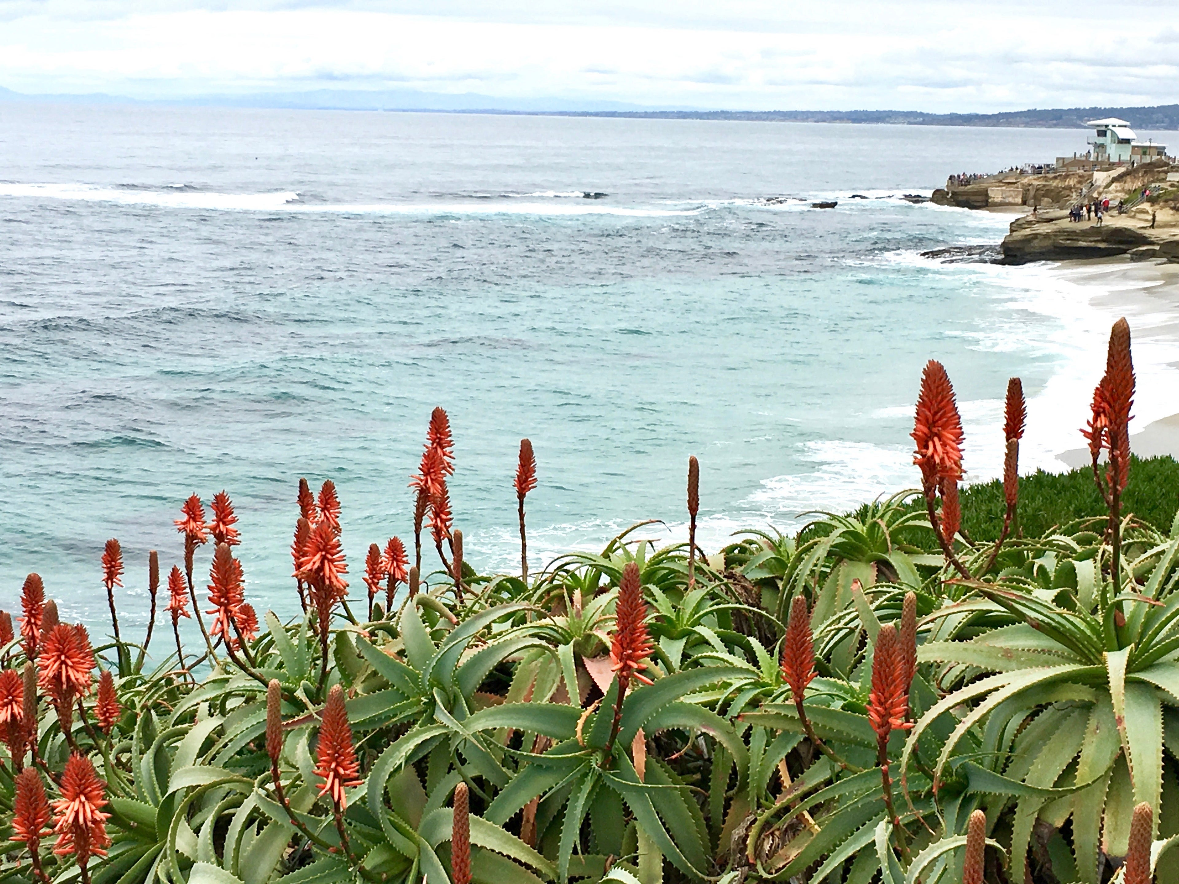 La Jolla Cove cliff flowers and surf