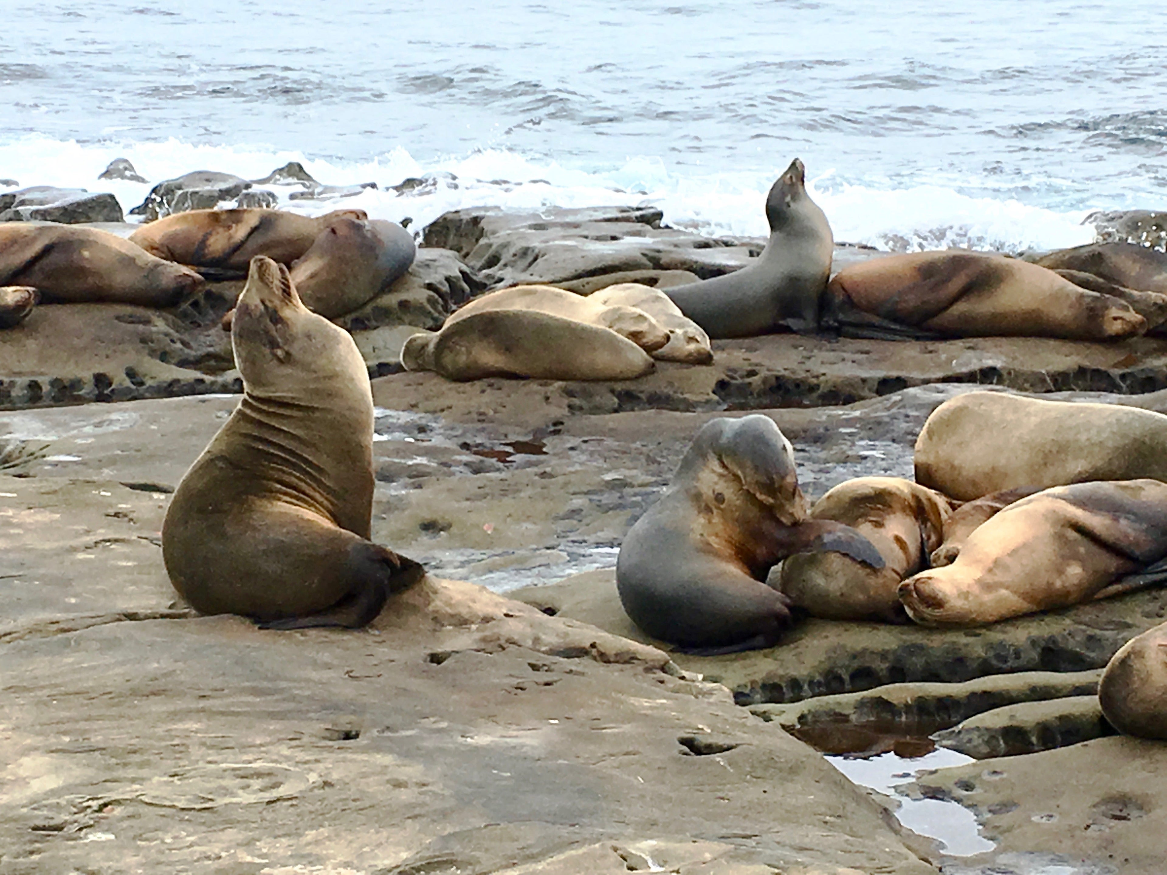 seals at La Jolla Cove San Diego