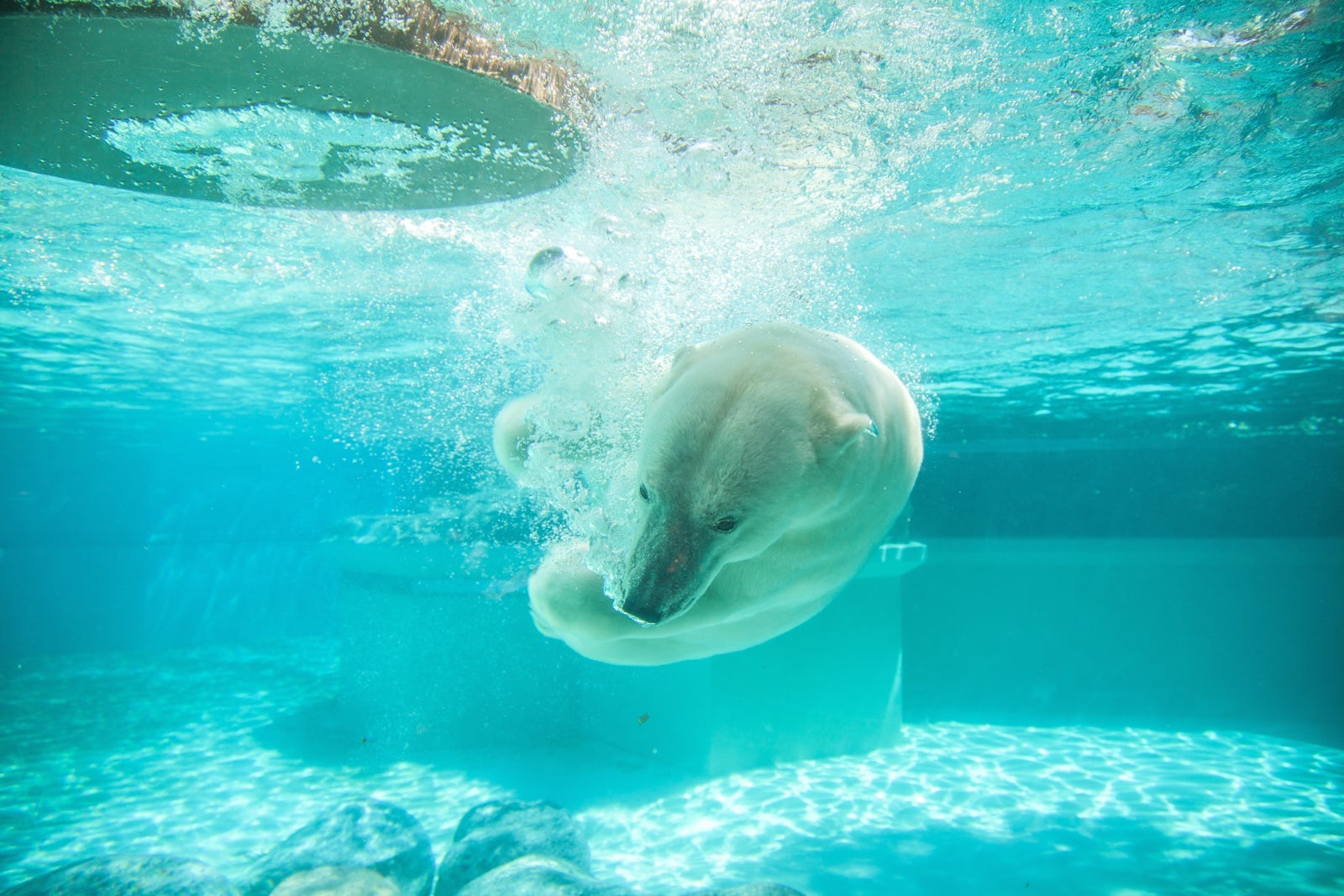 A polar bear at the Lincoln Park Zoo! (Photo by Matthew Mazzei / Unsplash)