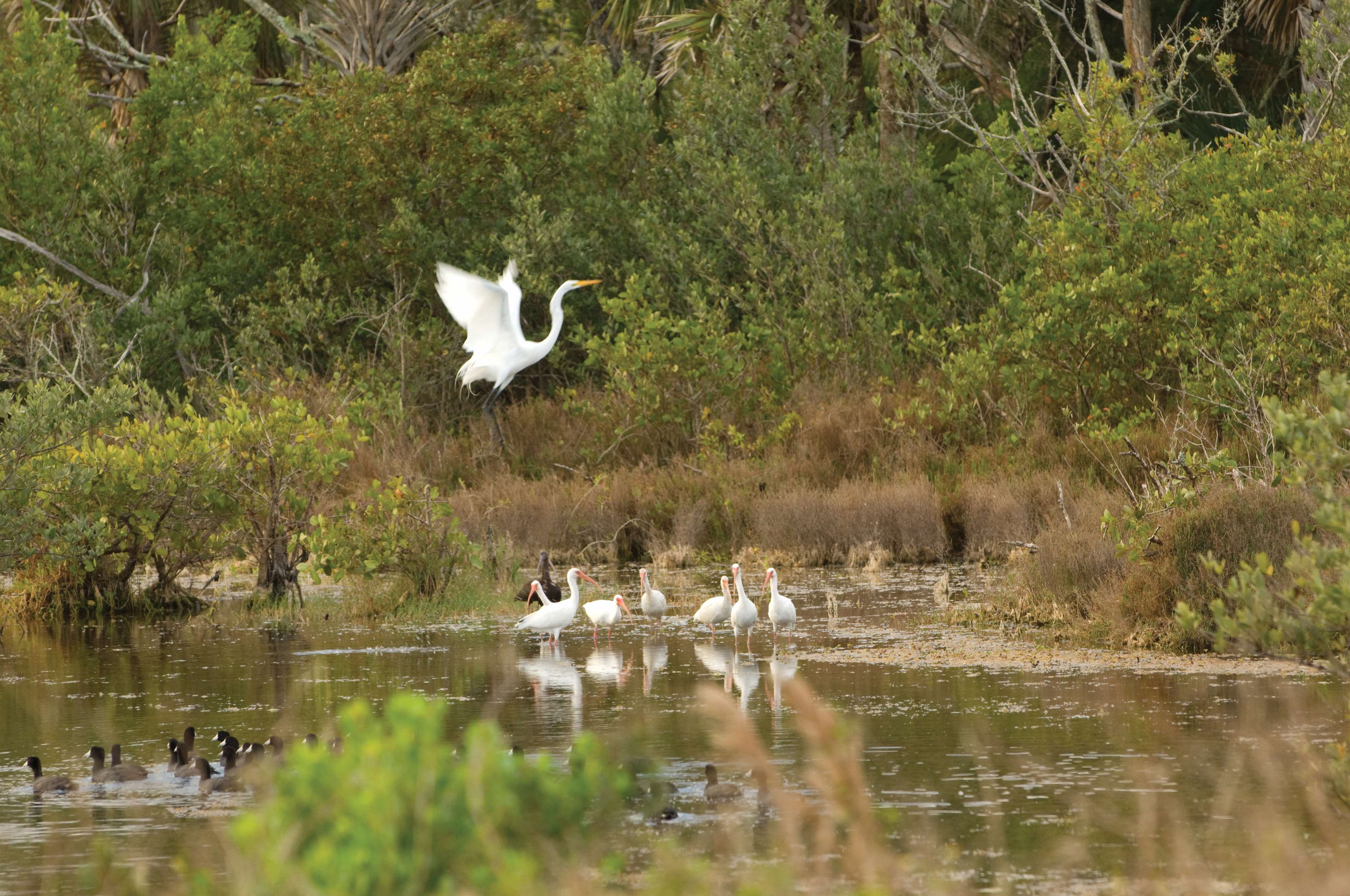 Merritt Island Wildlife Refuge Birdwatching