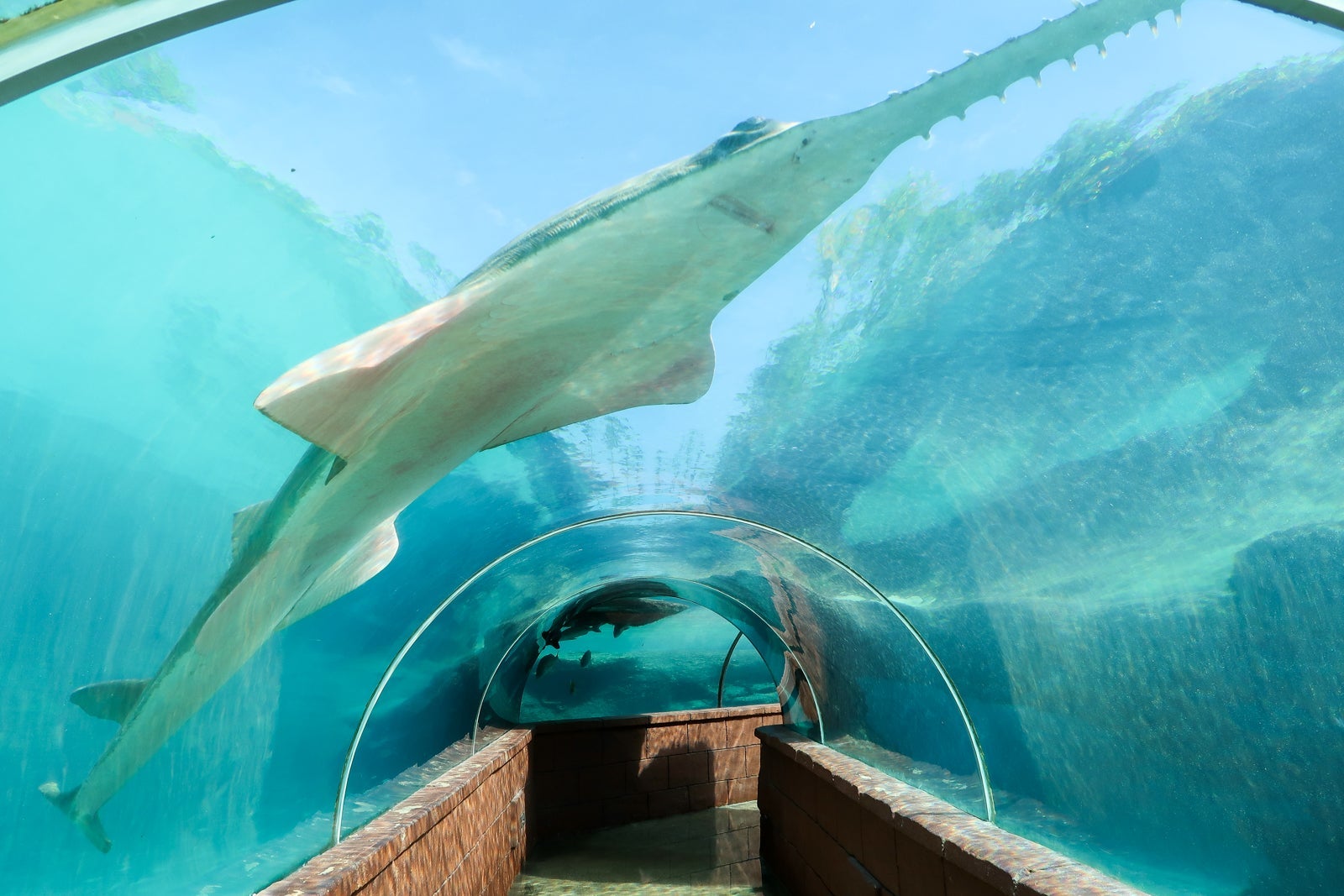 The underwater tunnel near the Lagoon Grill.