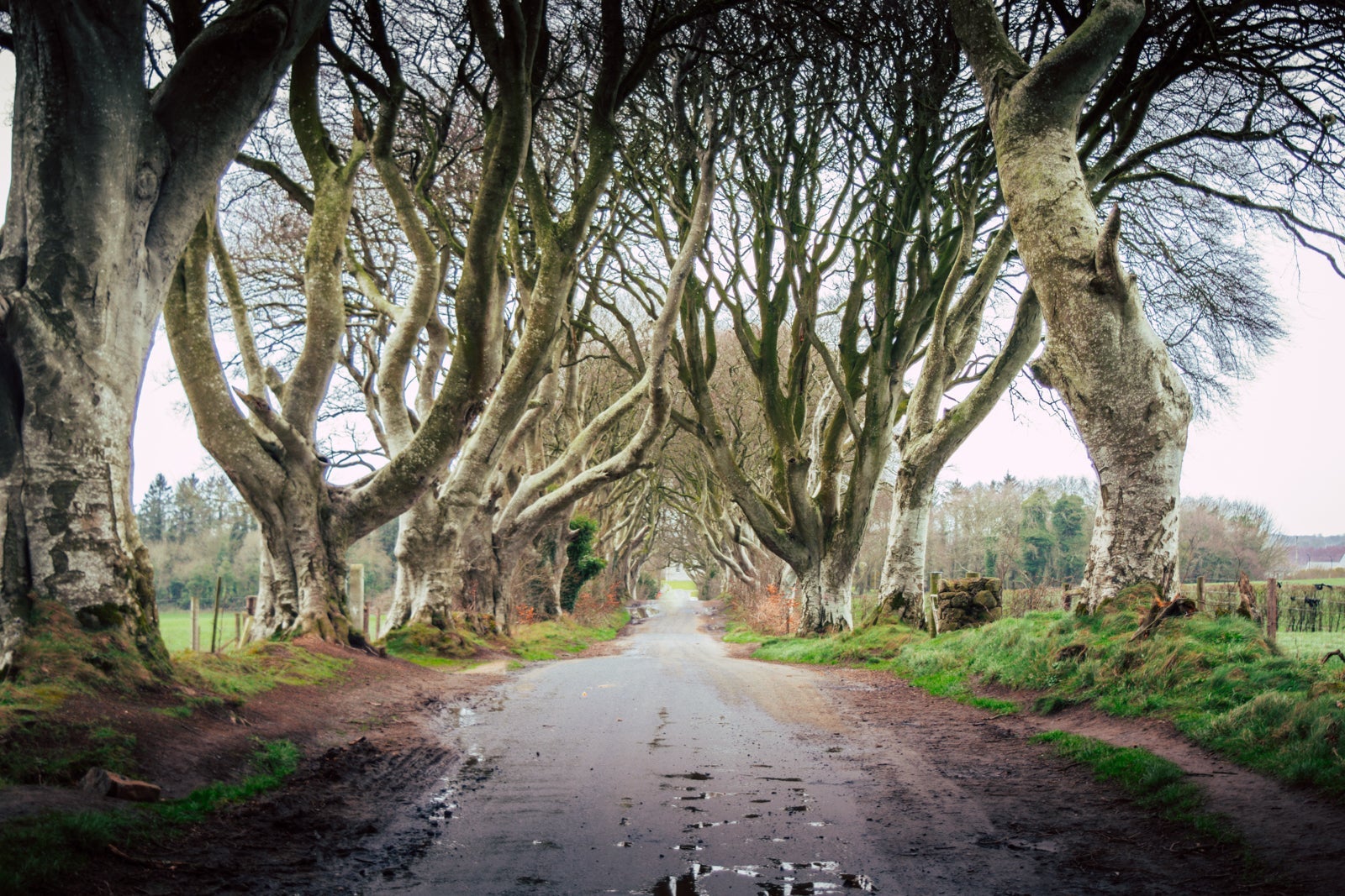 Dark Hedges in Ireland. (Photo by Nick Kane / Unsplash)
