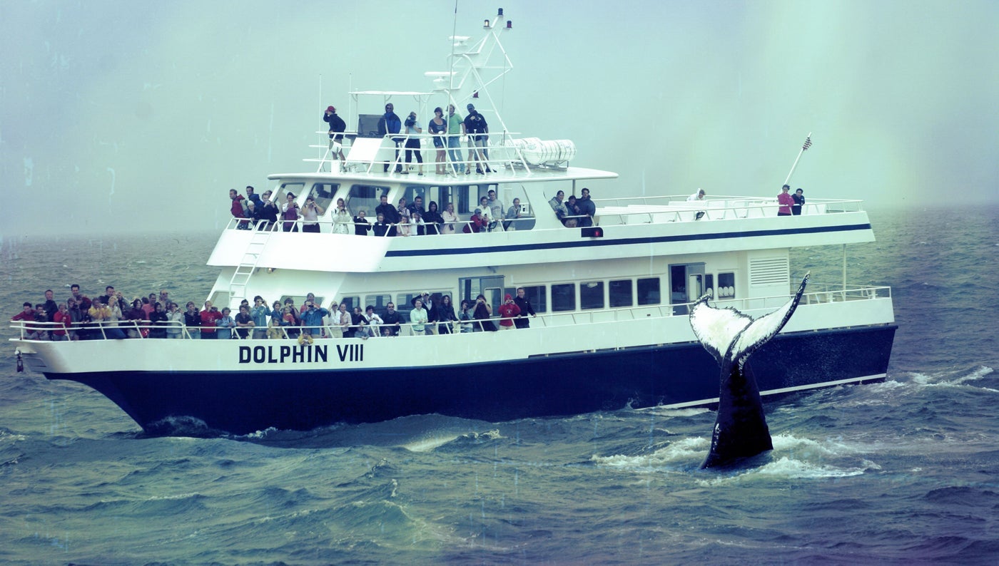 (Photo courtesy of WhaleWatch)