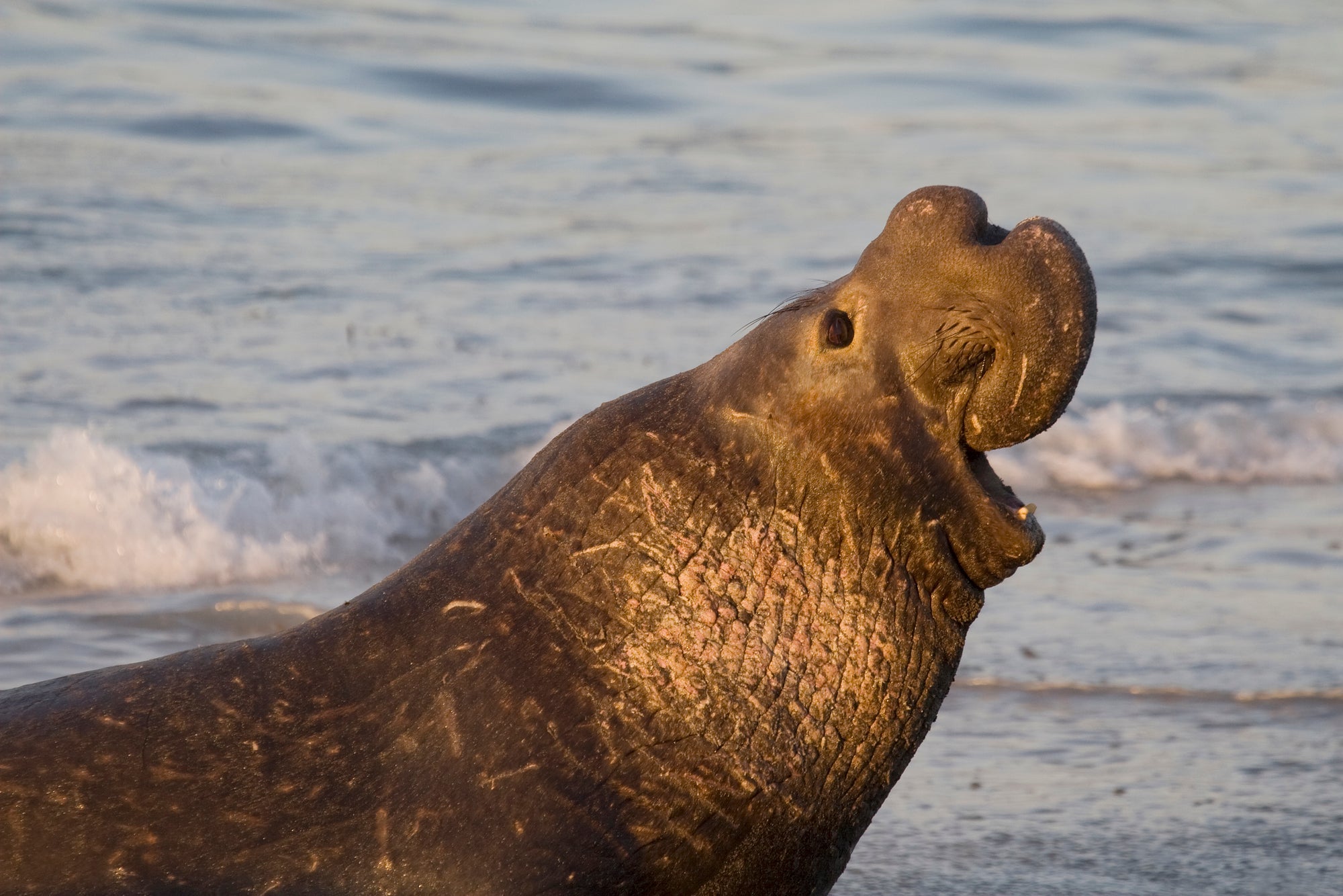 elephant seal in San Simeon