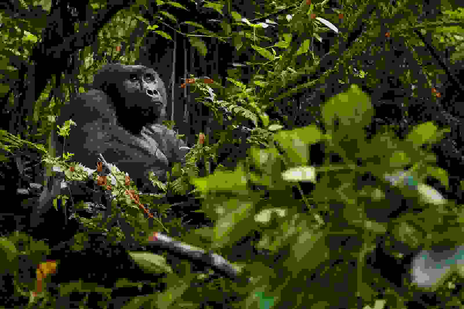 A gorilla in the Volcanoes National Park, Rwanda. (Photo by Mint Images Art Wolfe / Getty Images)