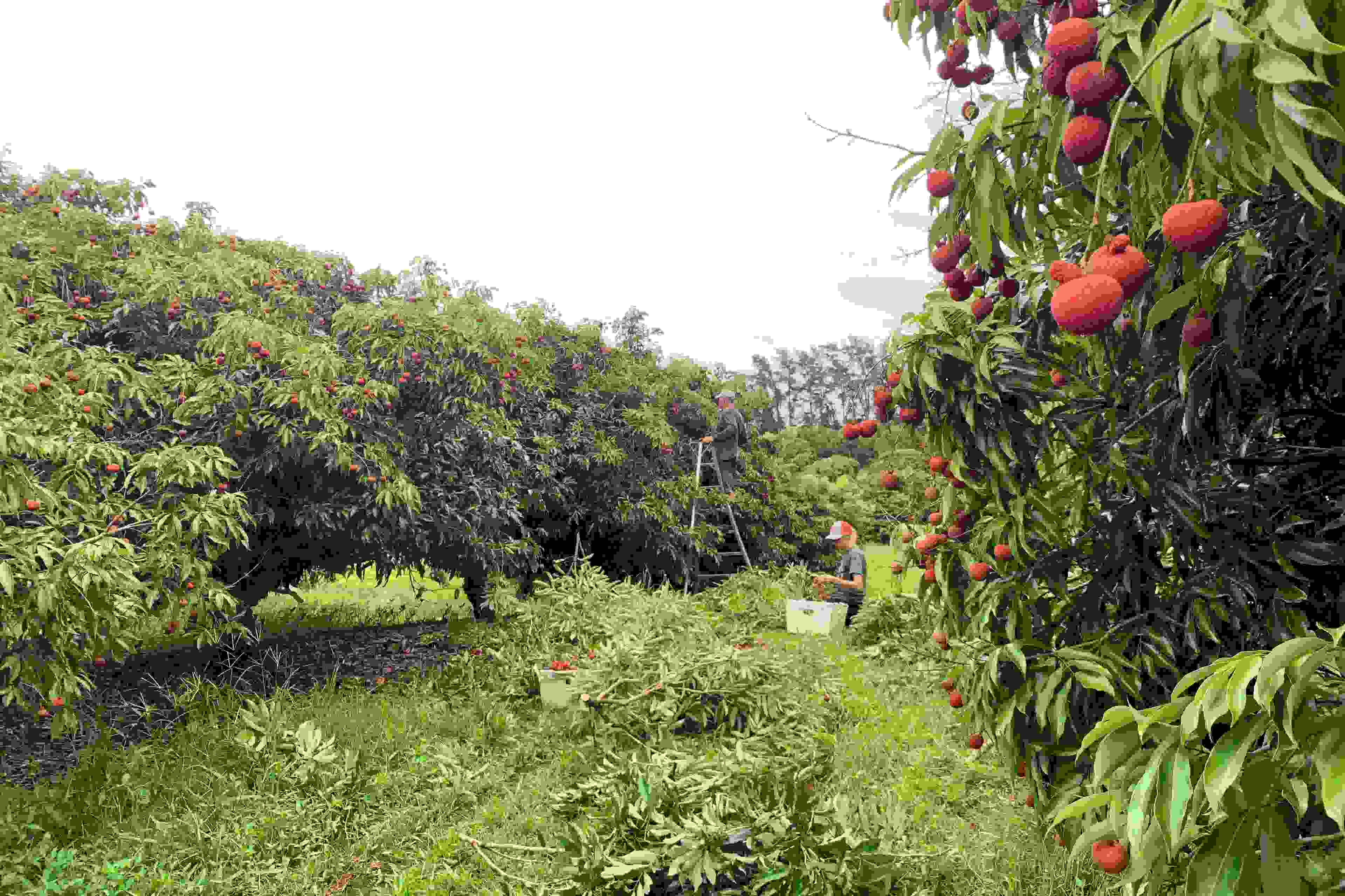 Lychee harvest at Hula Brothers' farm