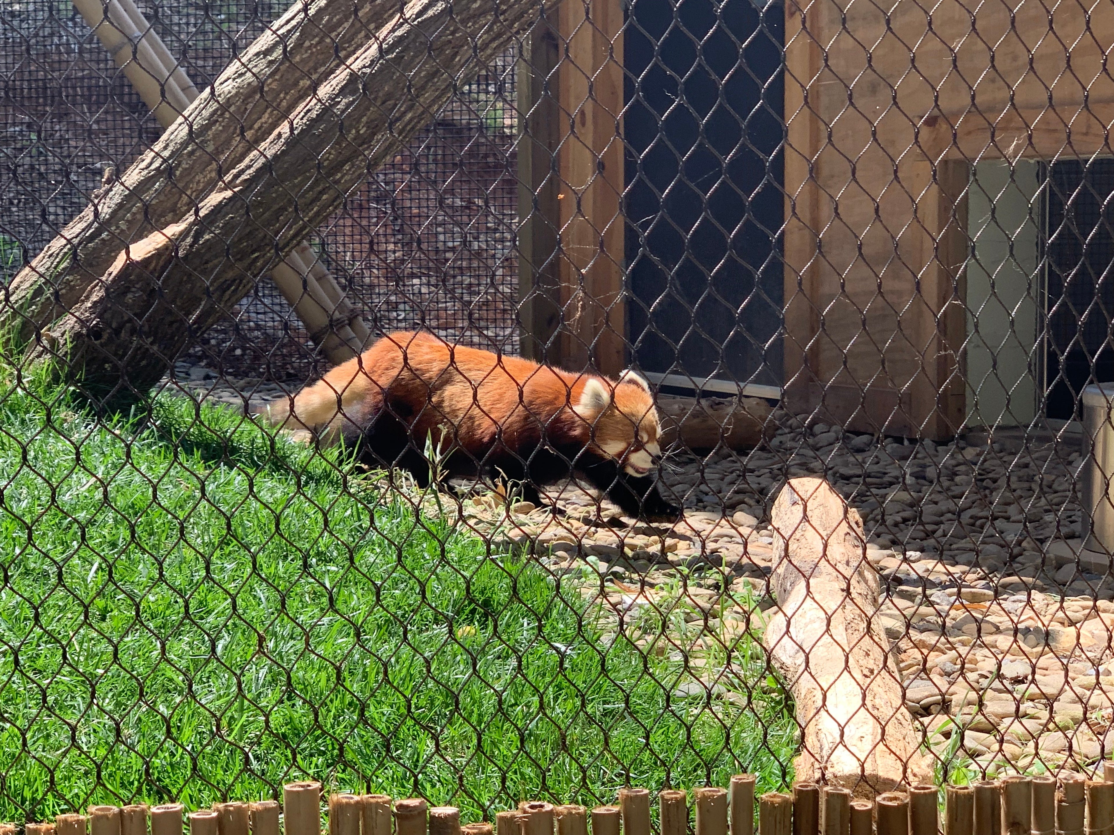 Asheville North Carolina WNC Nature Center red panda