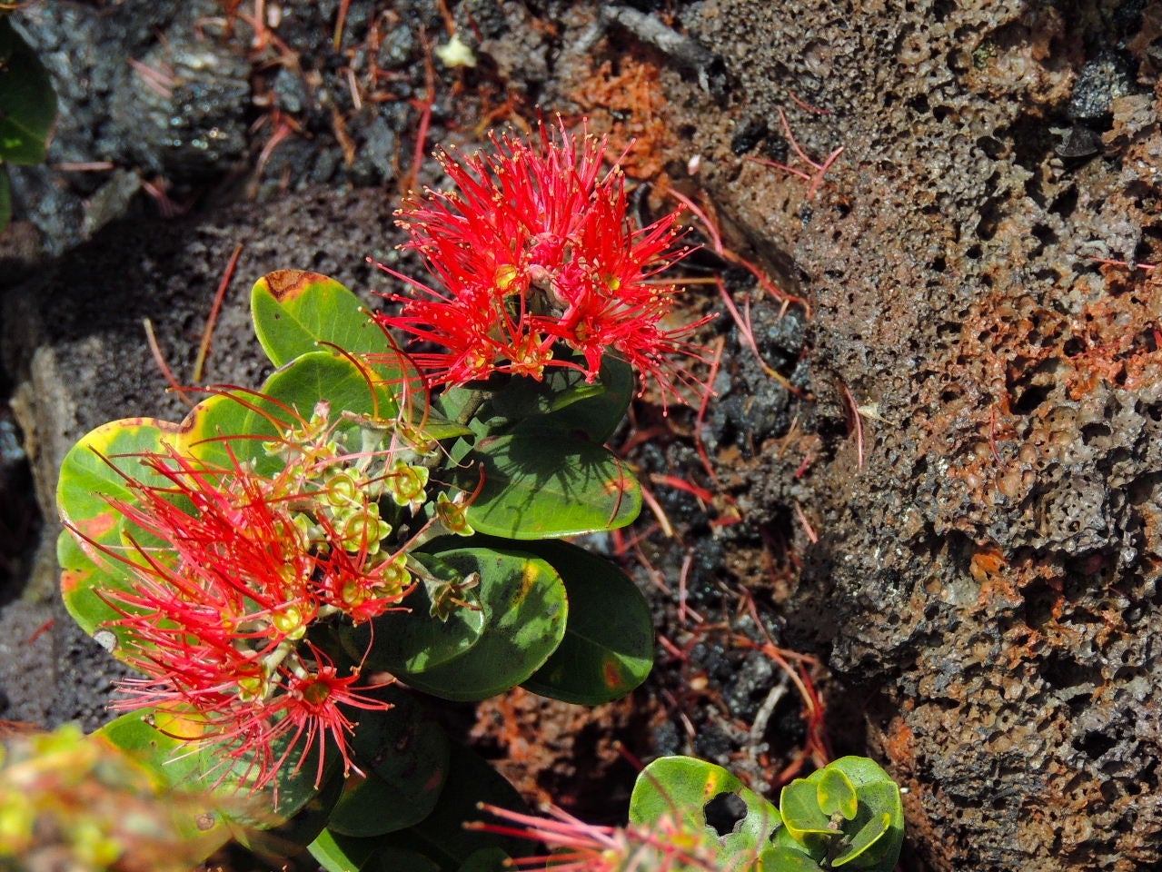 Hawaii Volcanoes National Park