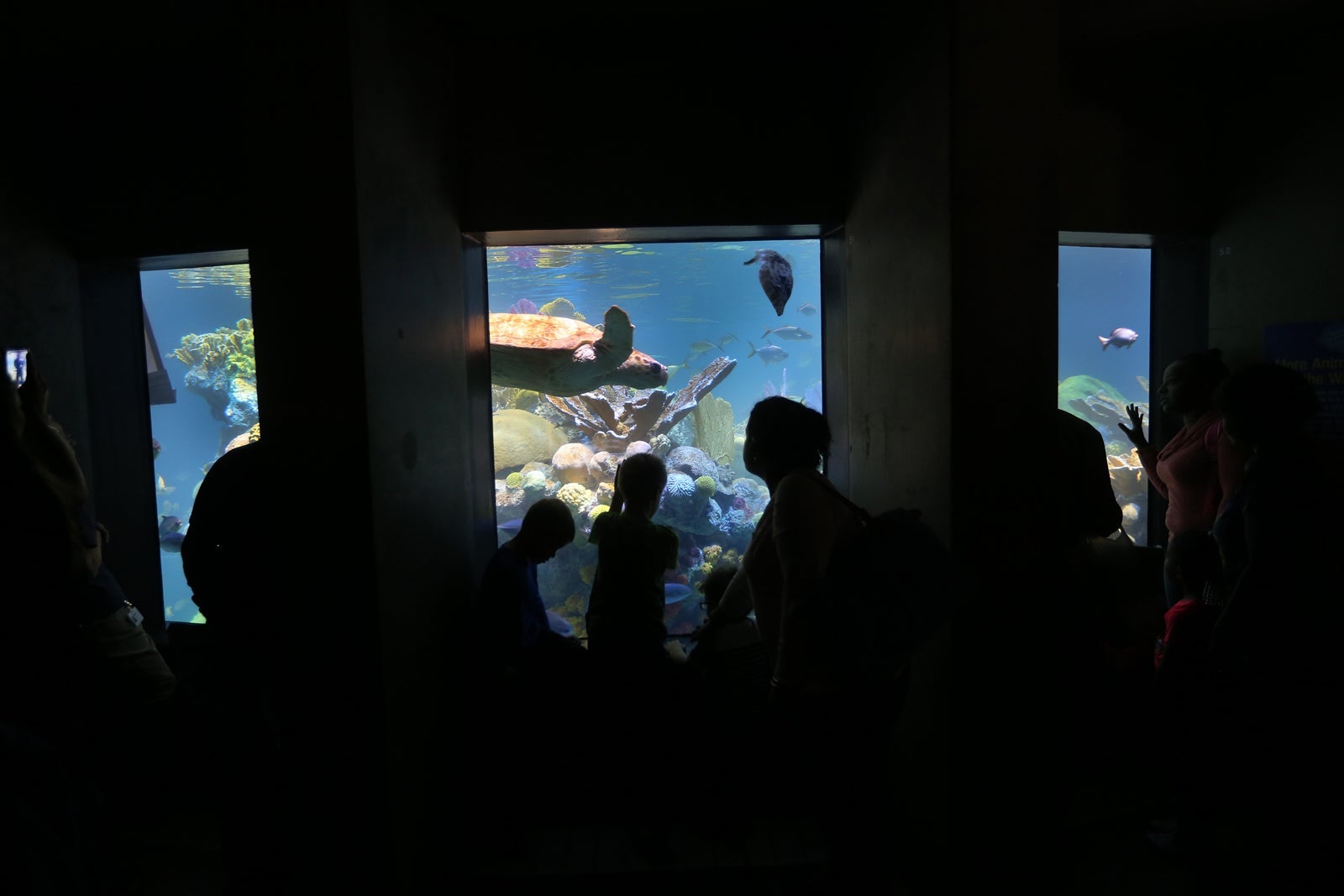 The Giant Ocean Tank at the New England Aquarium. (Photo by David L. Ryan / The Boston Globe / Getty Images)