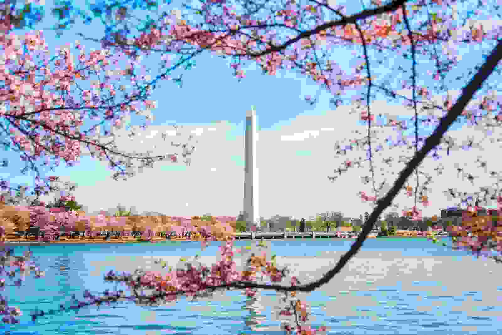 The Washington Monument in Spring. (Photo by JGI / Daniel Grill / Getty Images)
