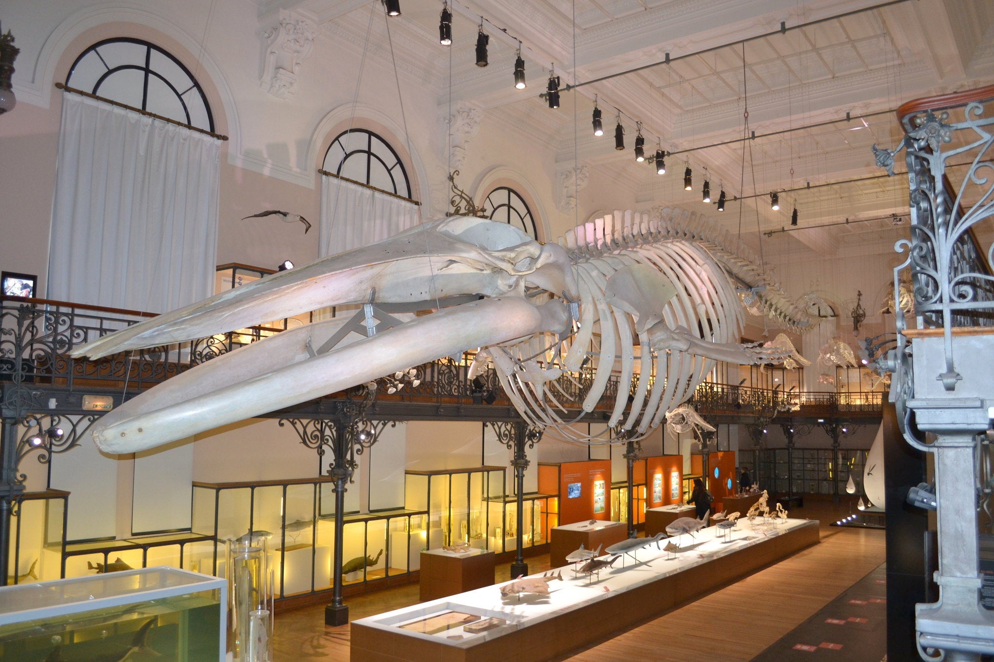 monaco oceanographic museum