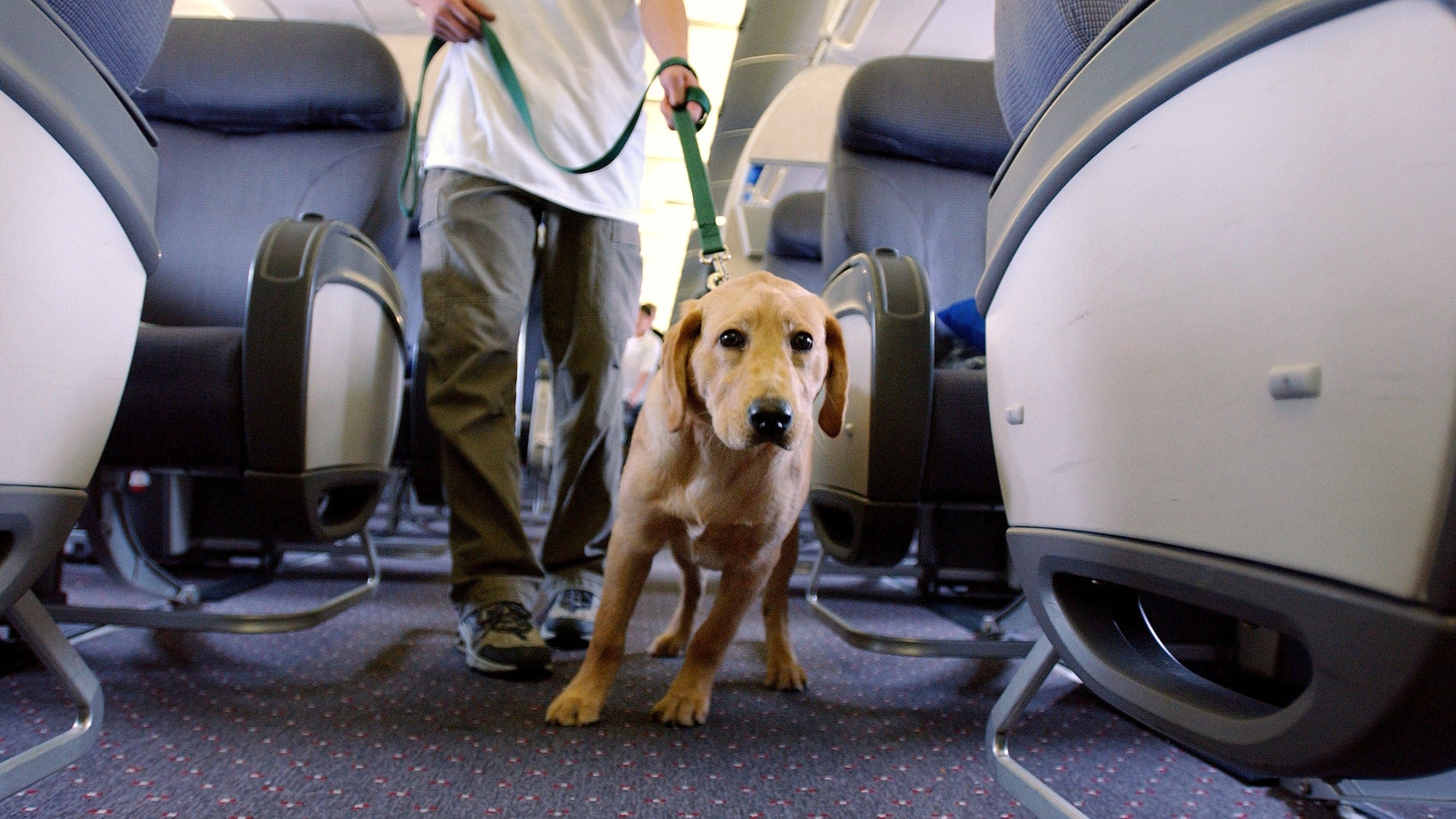 Student Guide Dogs Take Tour Of Newark Liberty Airport
