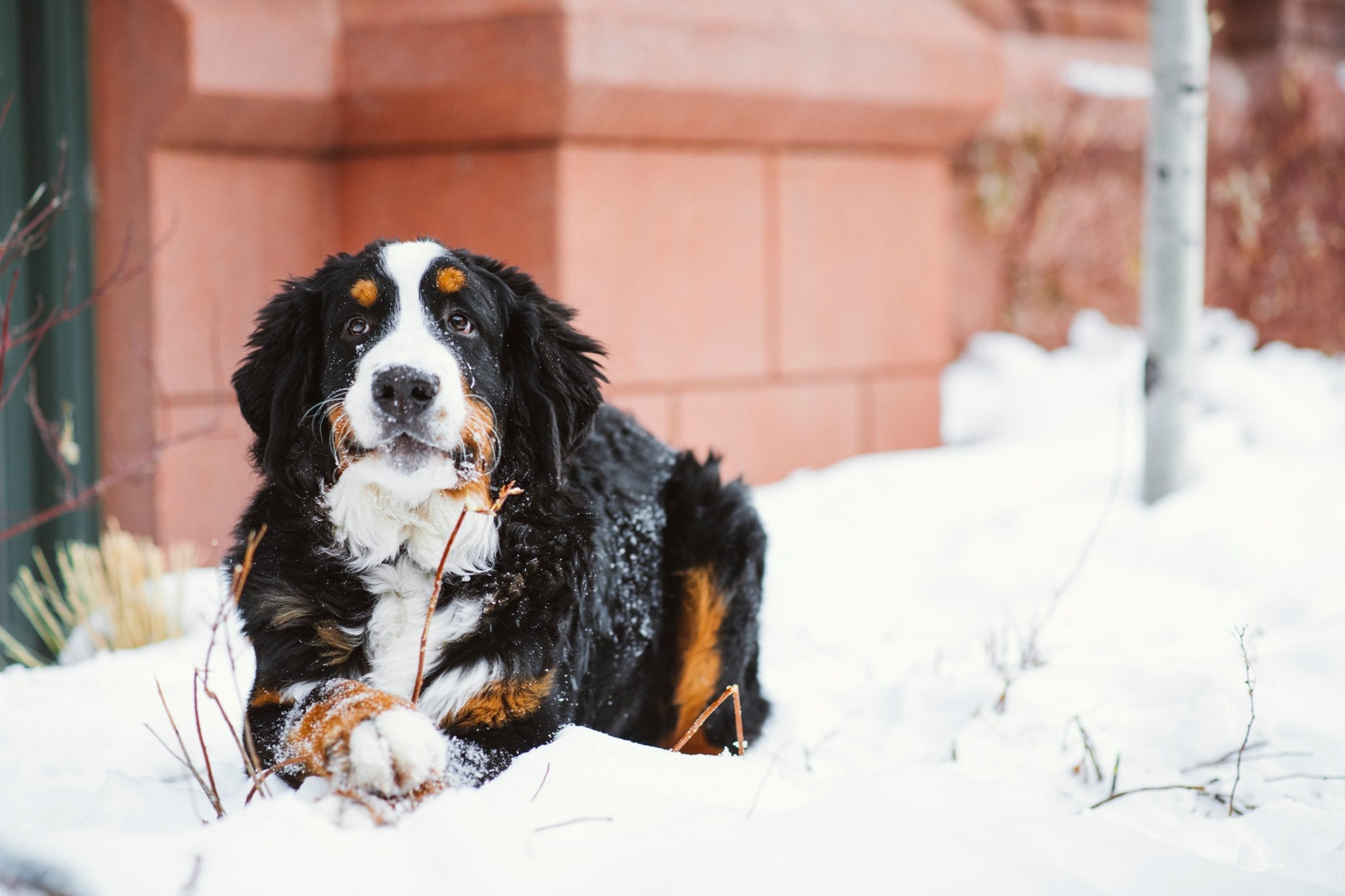 St Regis Aspen s Bernese Mountain Dog Is In Search Of A fur Butler st-regis-aspen-s-bernese-mountain-dog-is-in-search-of-a-fur-butler