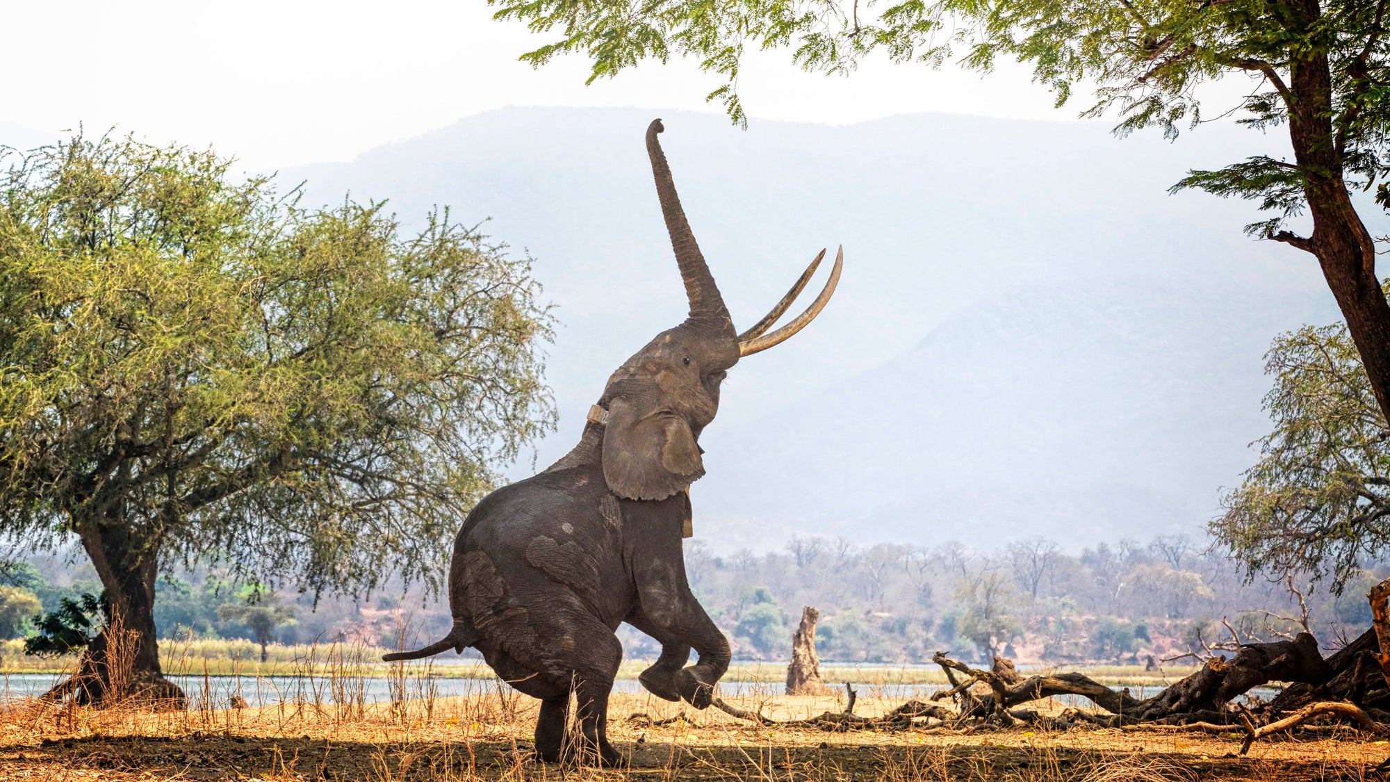 African Elephant Boswell on Two Feet at Mana Pools, Zimbabwe