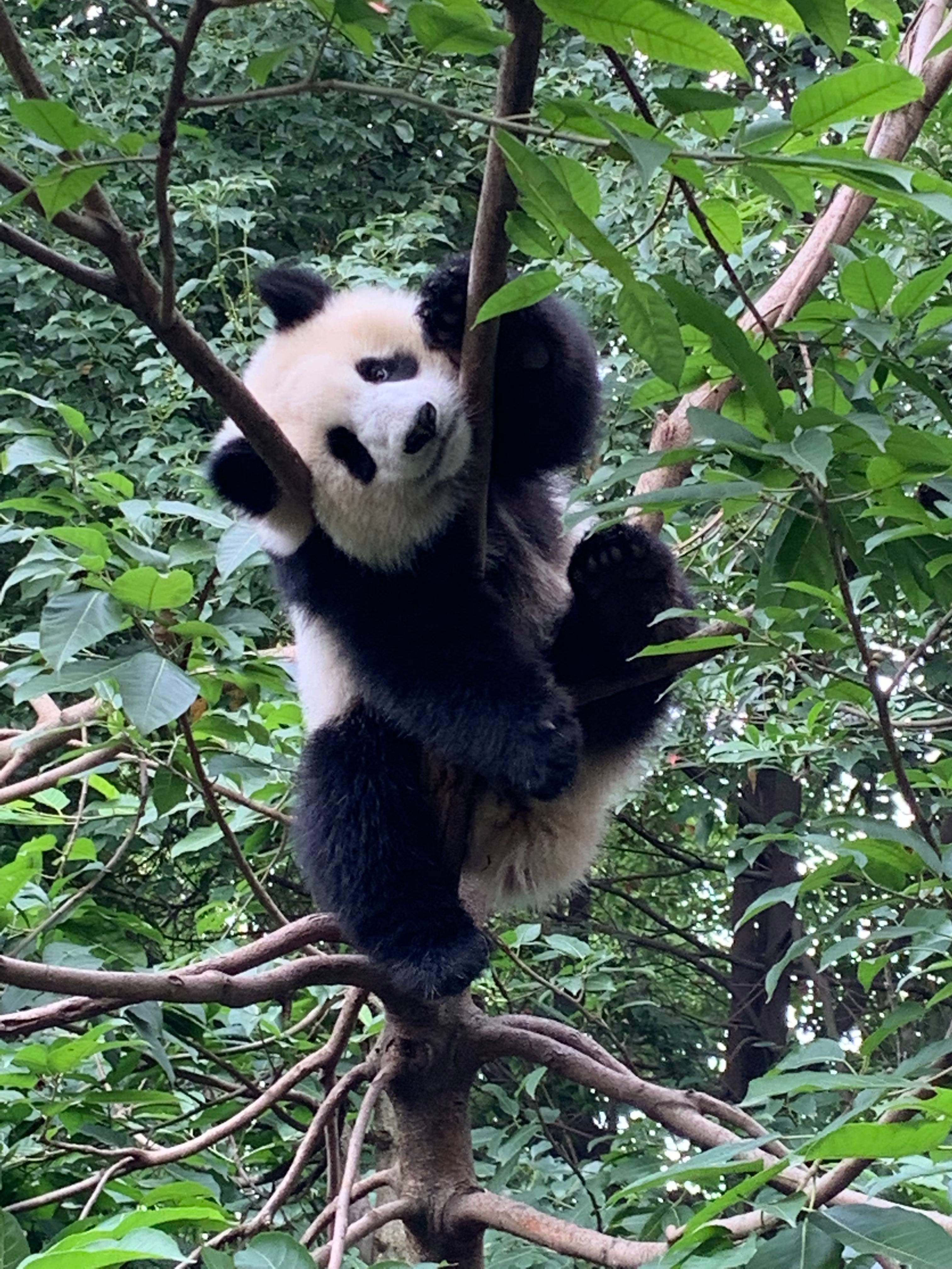 Getting up close and personal with the pandas in Chengdu is an absolute must. Photo by Ethan Steinberg/TPG