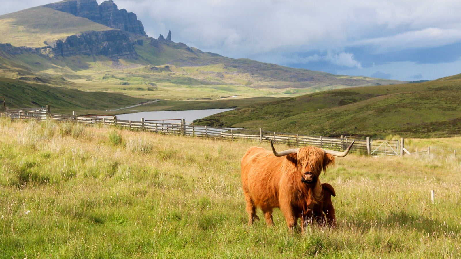 Highland cattle cow and calf at Loch Leathan with The Old Man of Storr in the back, Scotland