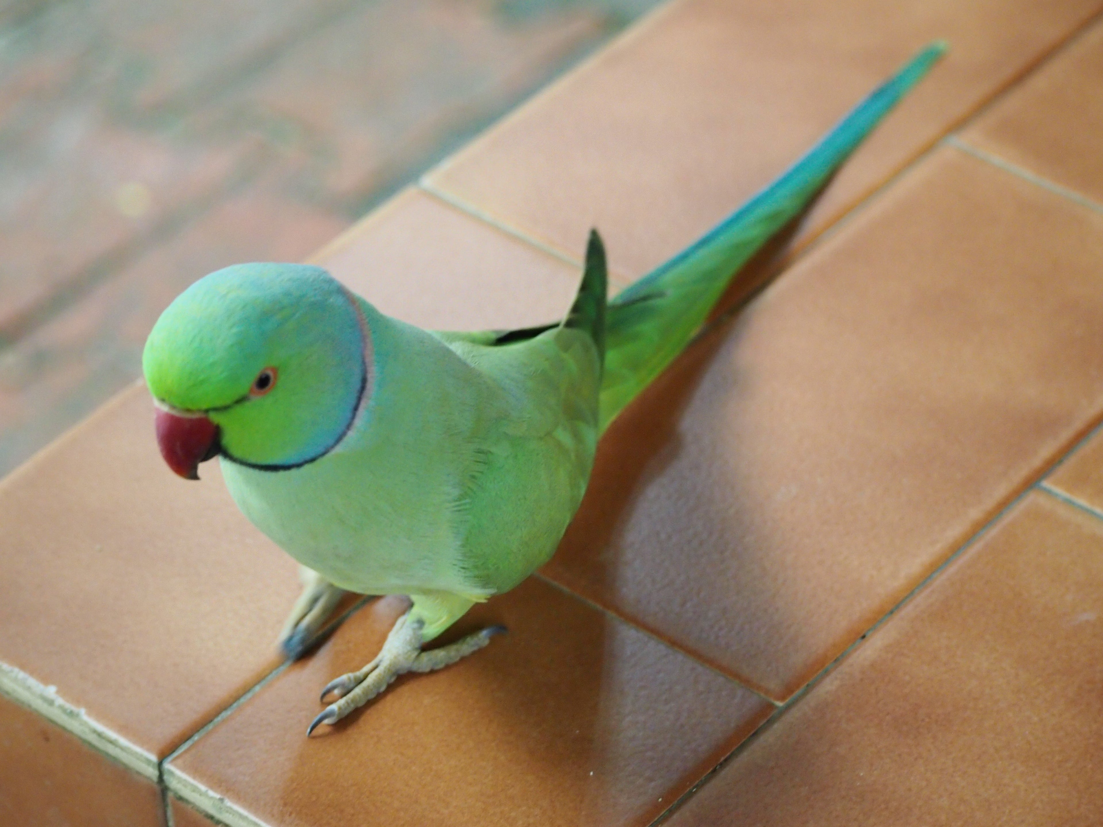 Kuala Lumpur Bird Park