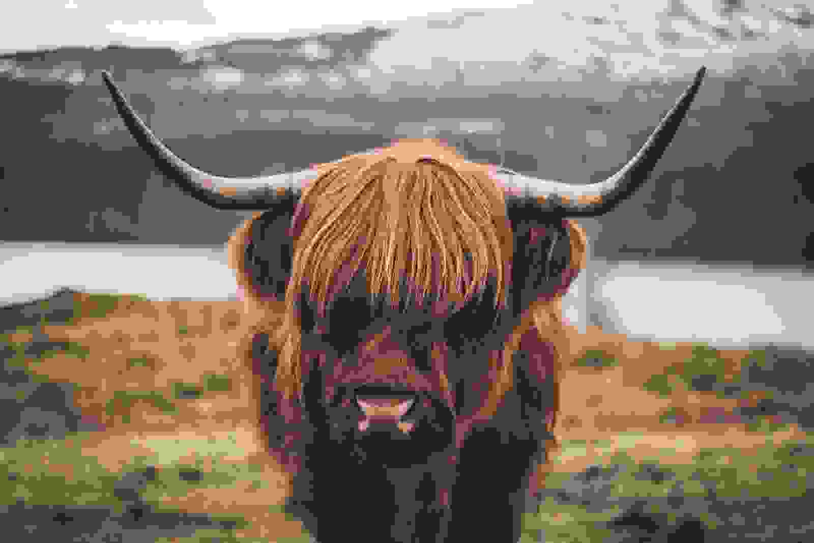 A Scottish Cow. (Photo by Stefan Krzinger/Getty Images)