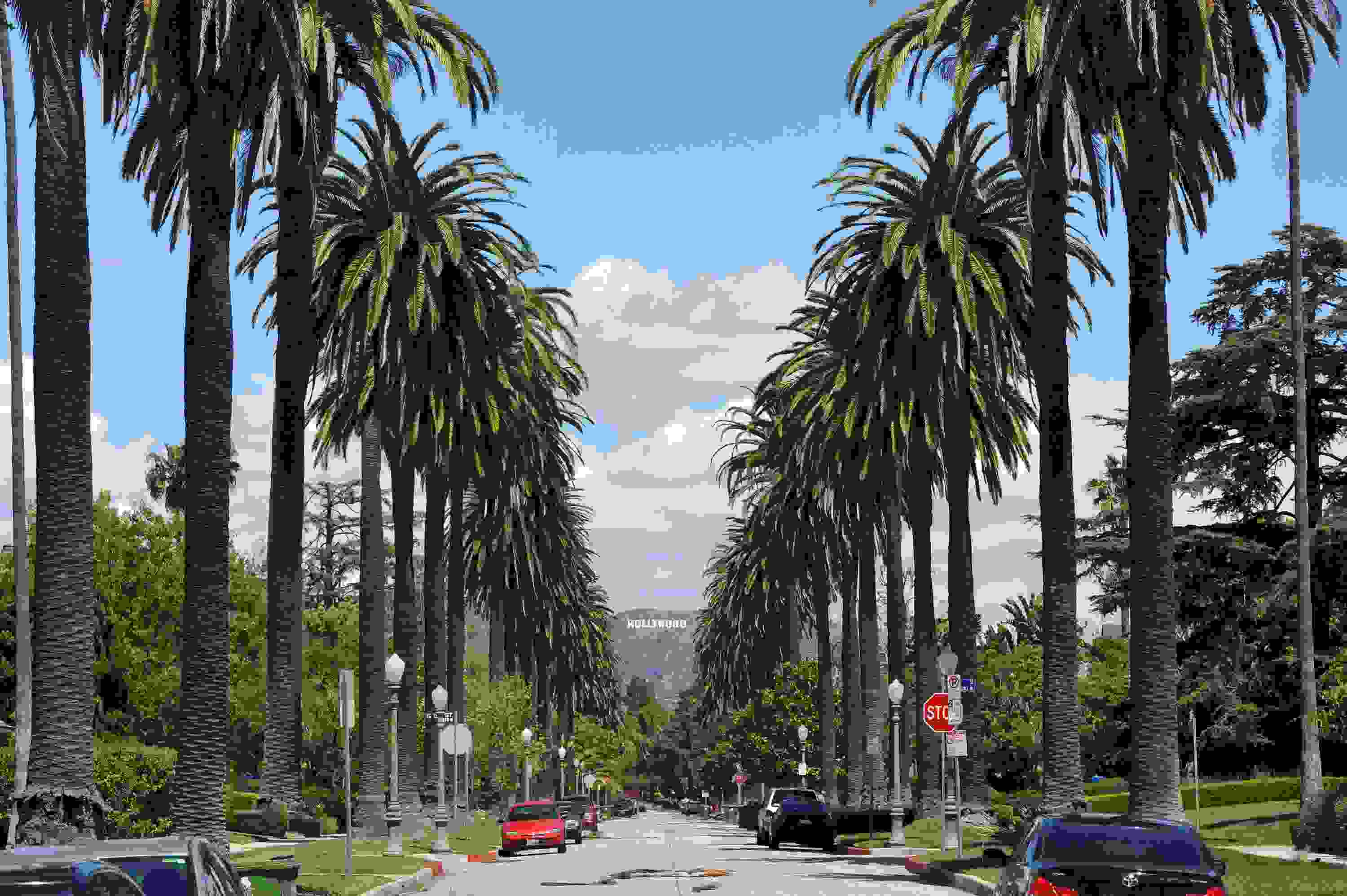Windsor Boulevard lined with Palm trees looking towards the Hollywood sign. (Photo courtesy of