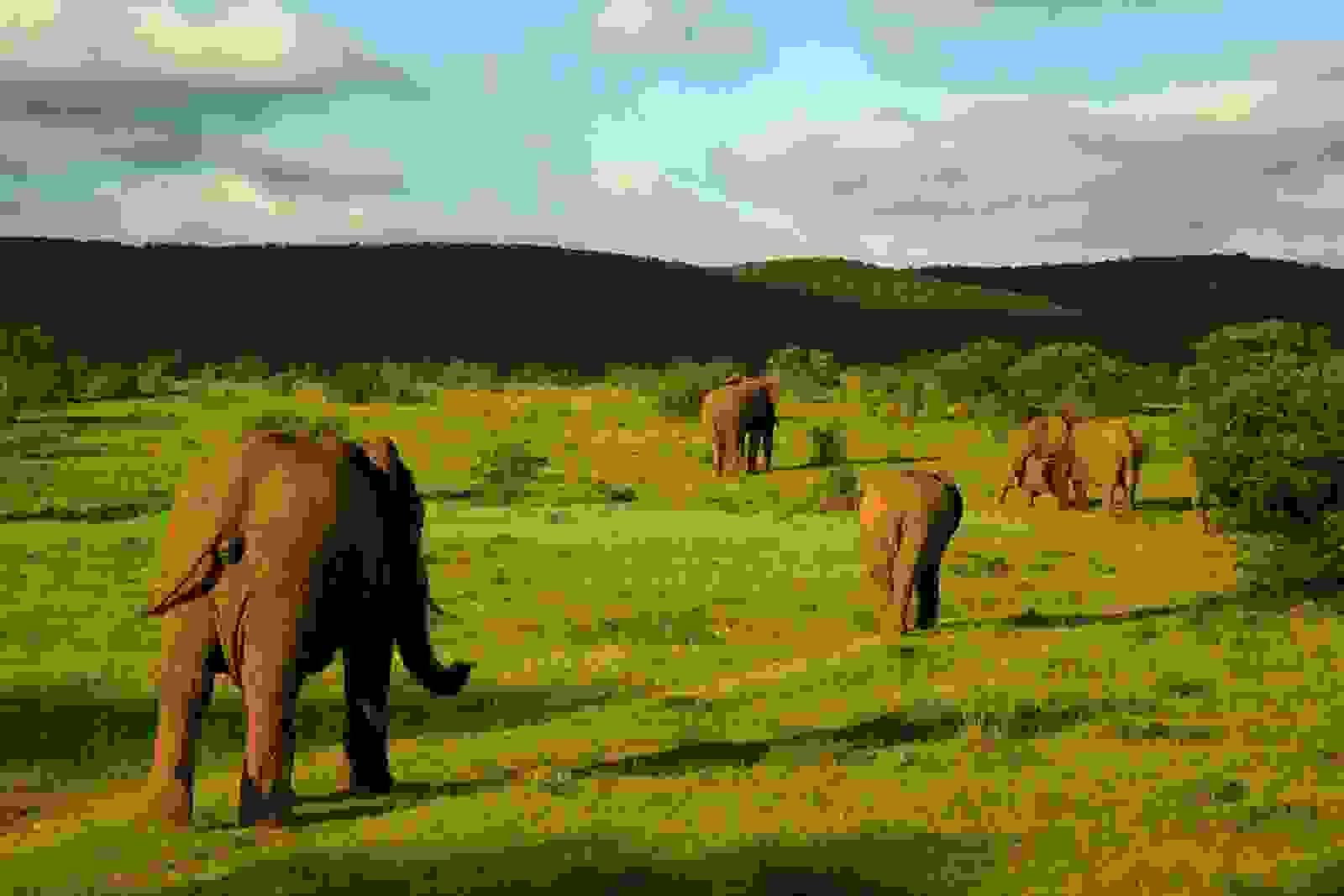 Addo Elephant National Park in Eastern Cape, South Africa. (Photo by Jeremy Jowell/Majority World/Universal Images Group/Getty Images)