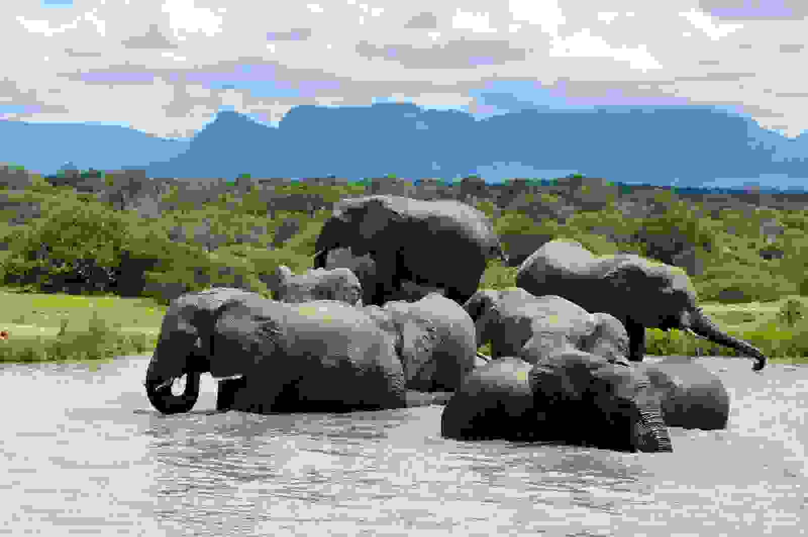 Kruger National Park in Limpopo. (Photo by Ariadne Van Zandbergen/Getty Images)