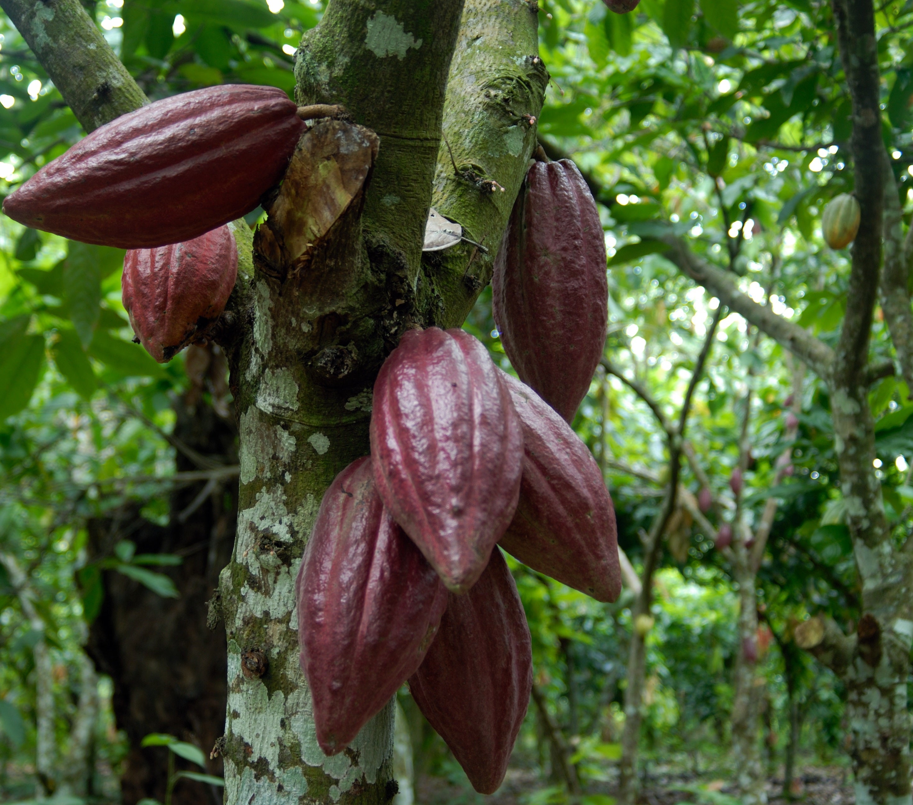 Cacao