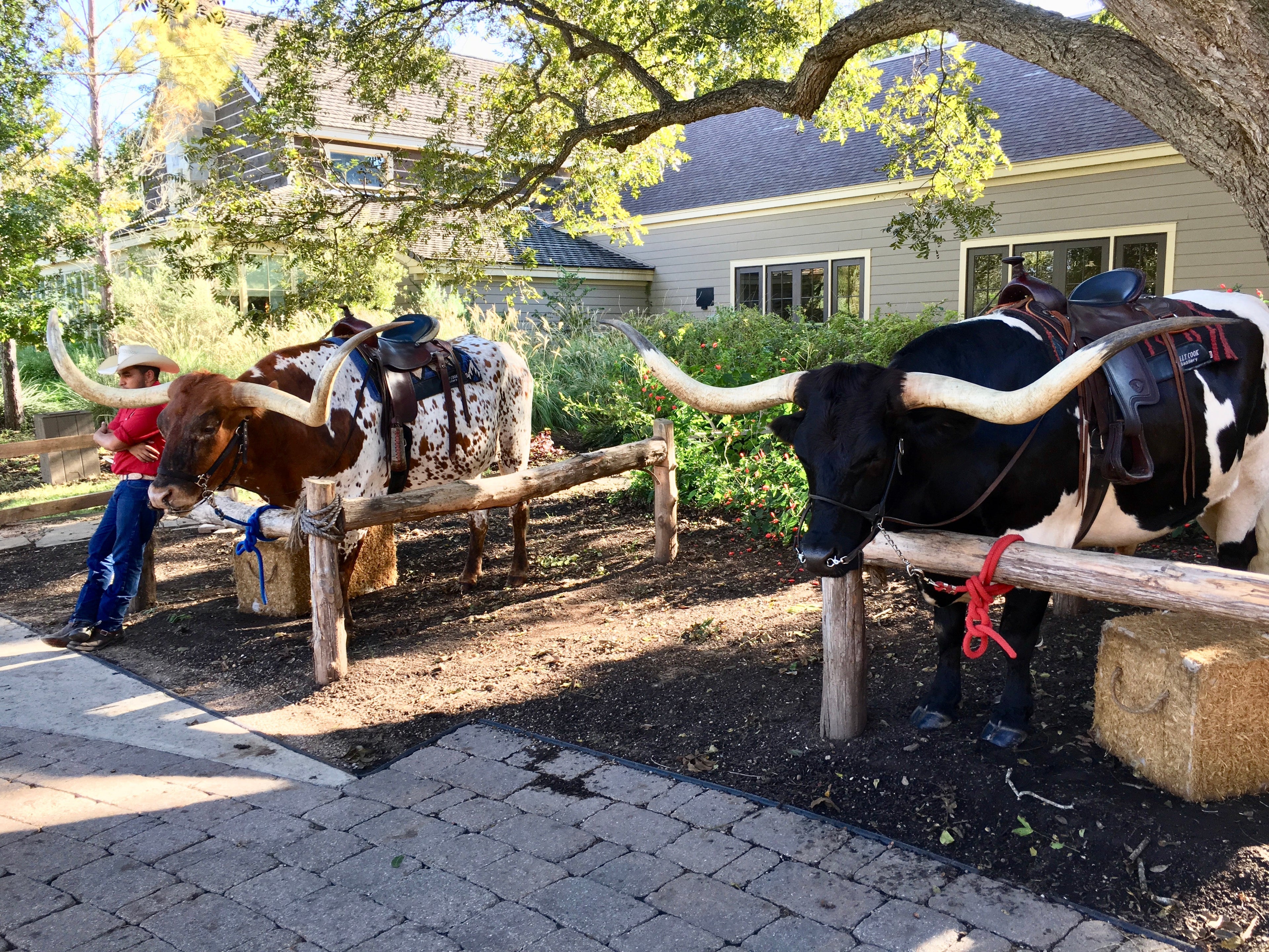 Hyatt Regency Lost Pines Longhorns